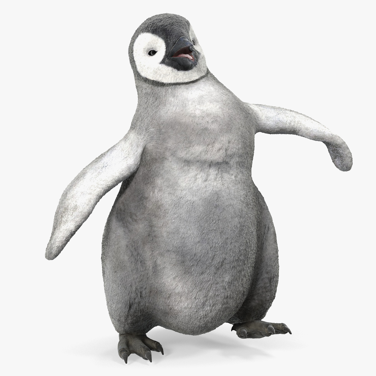 Baby Emperor Penguin, view 5