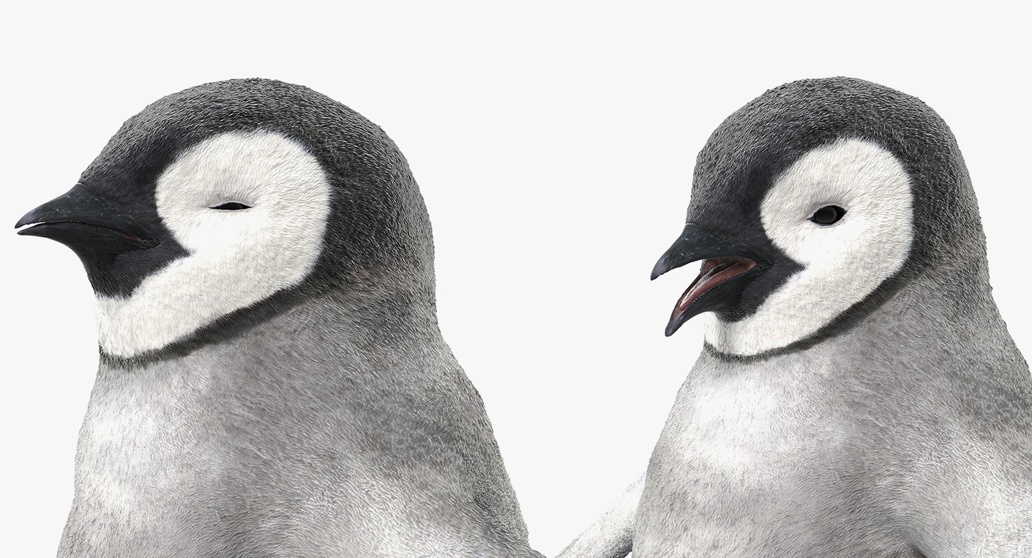 Baby Emperor Penguin Rigged 3D