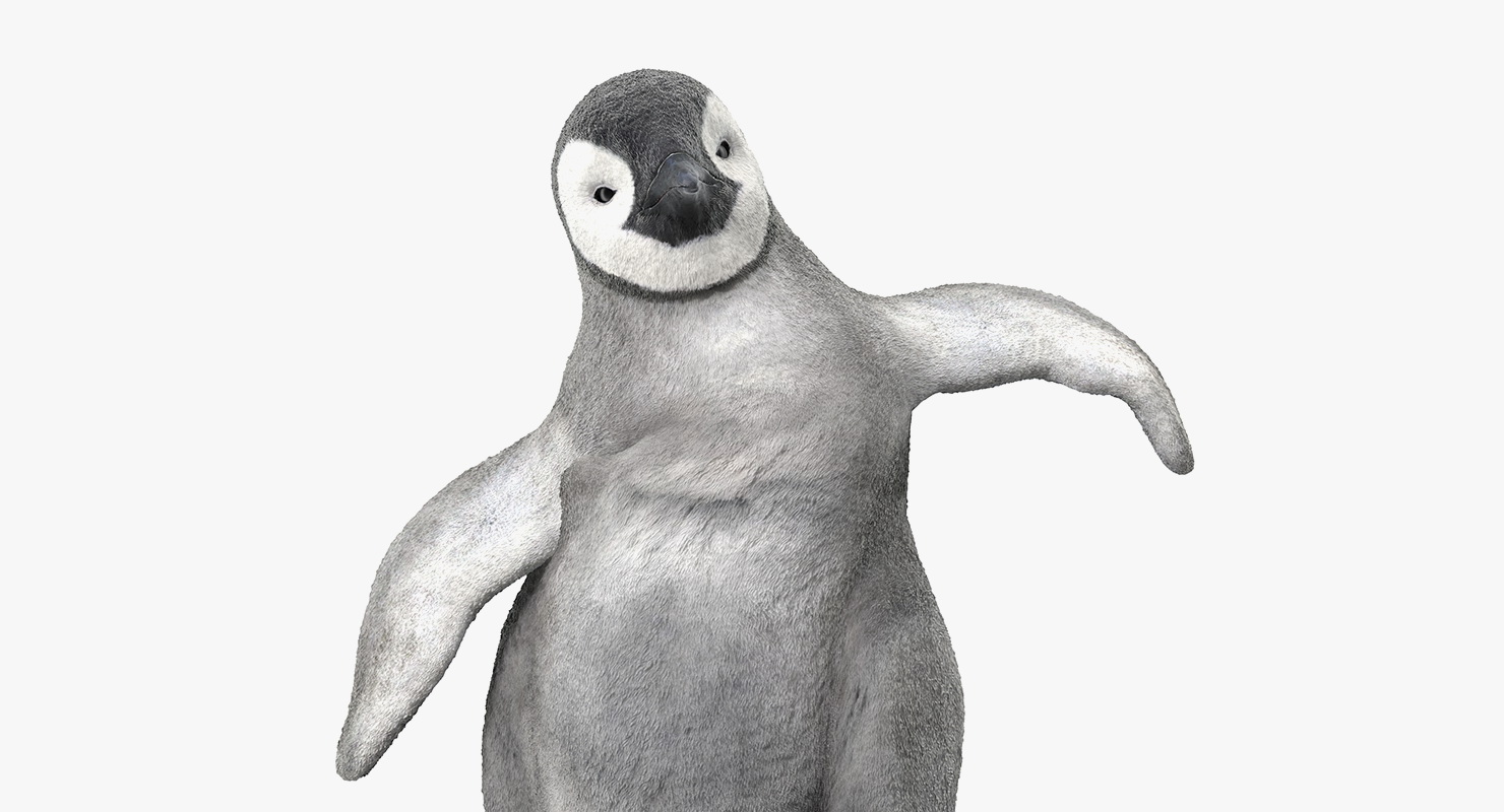 Baby Emperor Penguin Rigged 3D