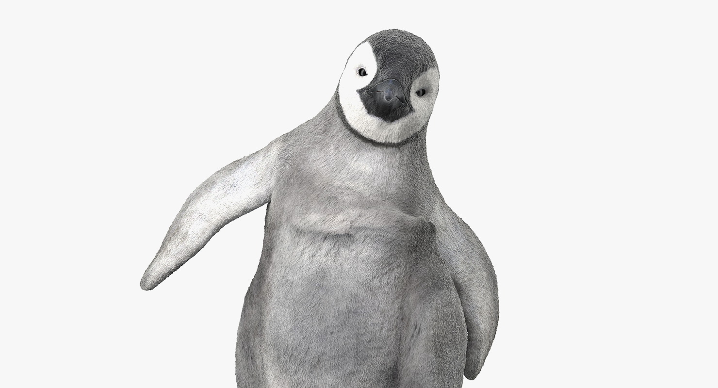 Baby Emperor Penguin Rigged 3D