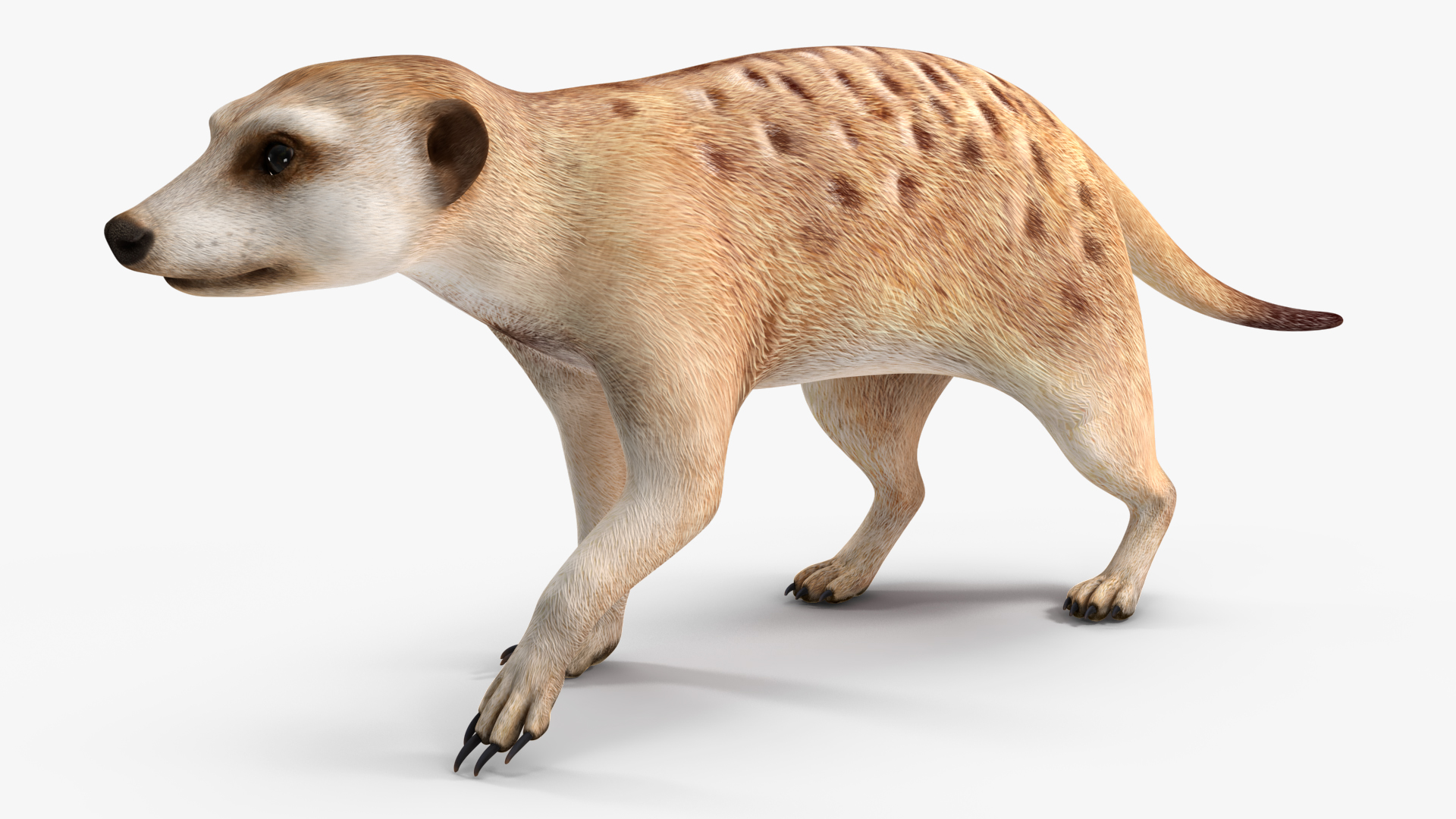 3D Meerkat Rigged for Modo model