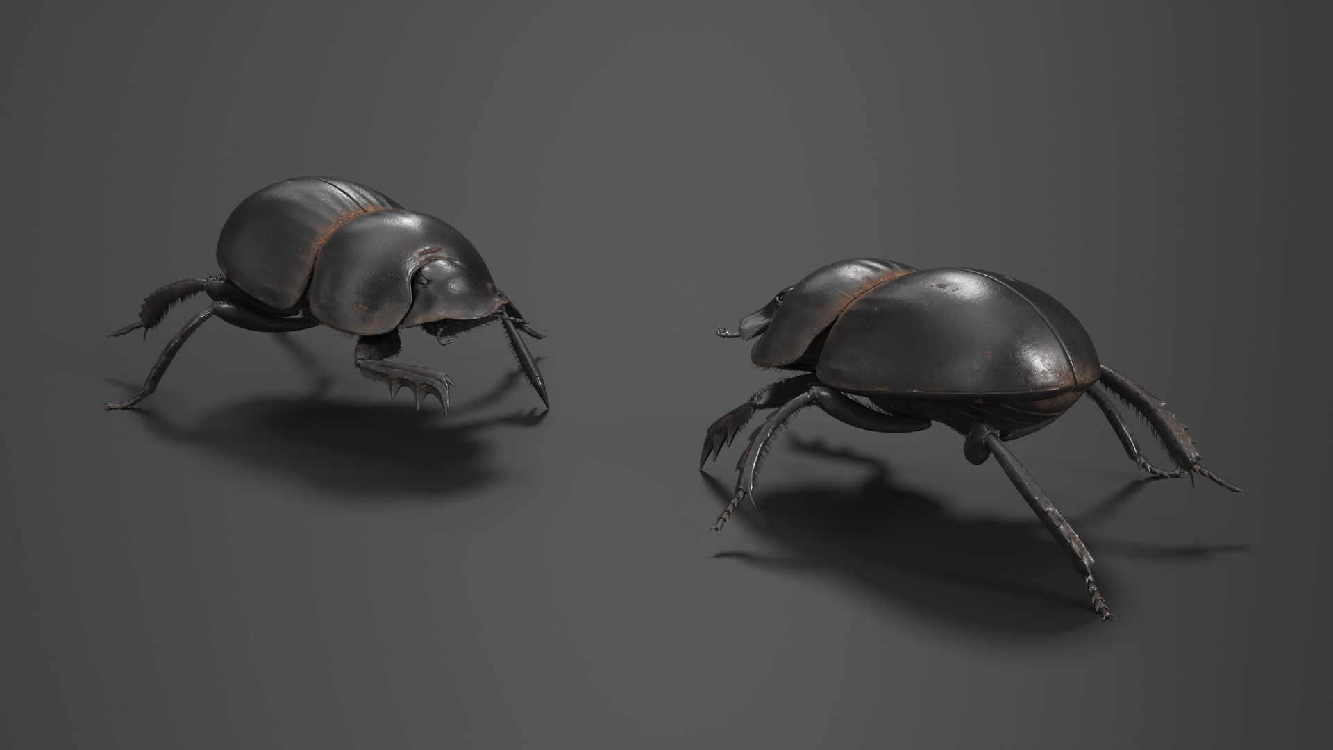 Dung Beetle Crawling Dirt Fur 3D model