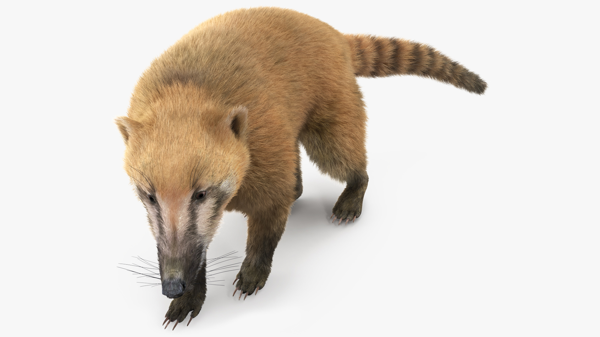 Walking Coati Fur 3D