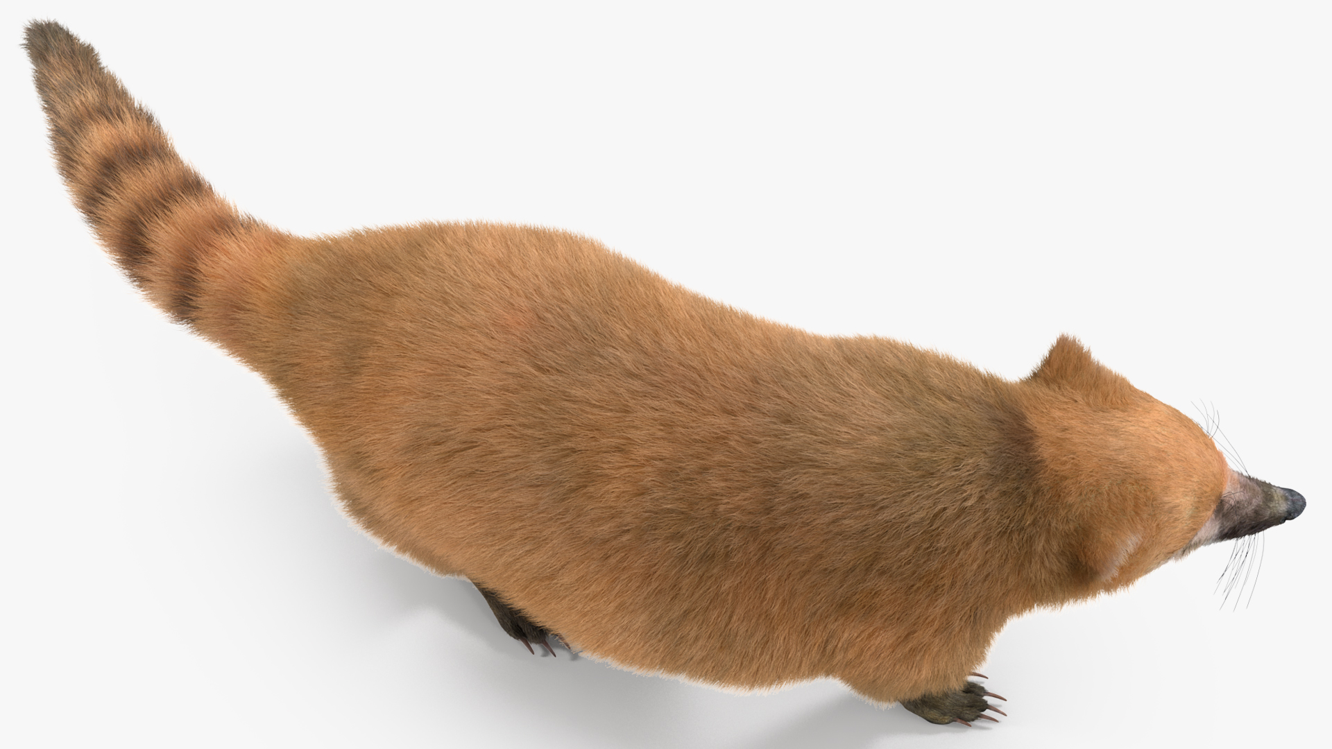 Walking Coati Fur 3D