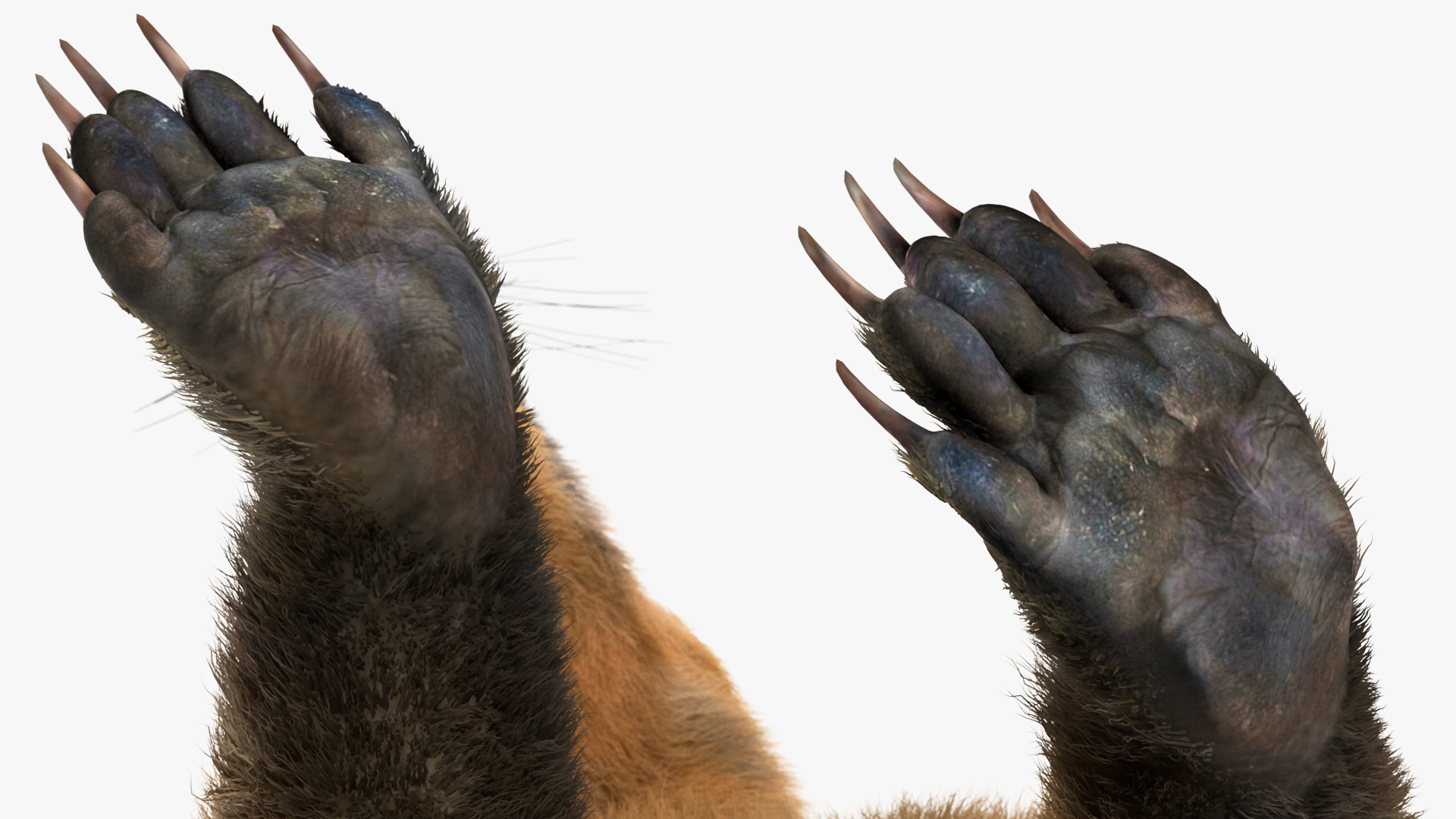 Walking Coati Fur 3D