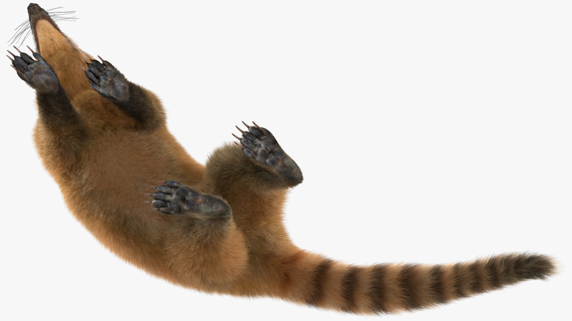 Walking Coati Fur 3D