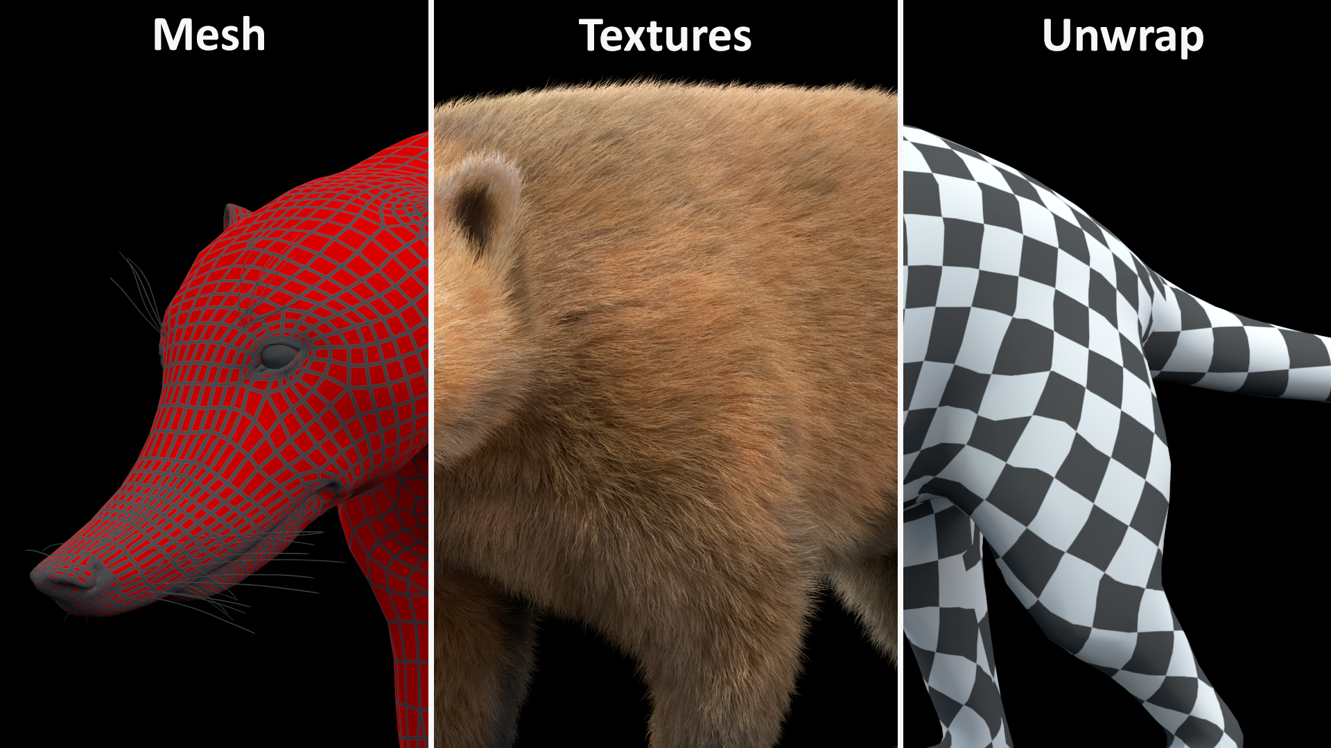 Walking Coati Fur 3D