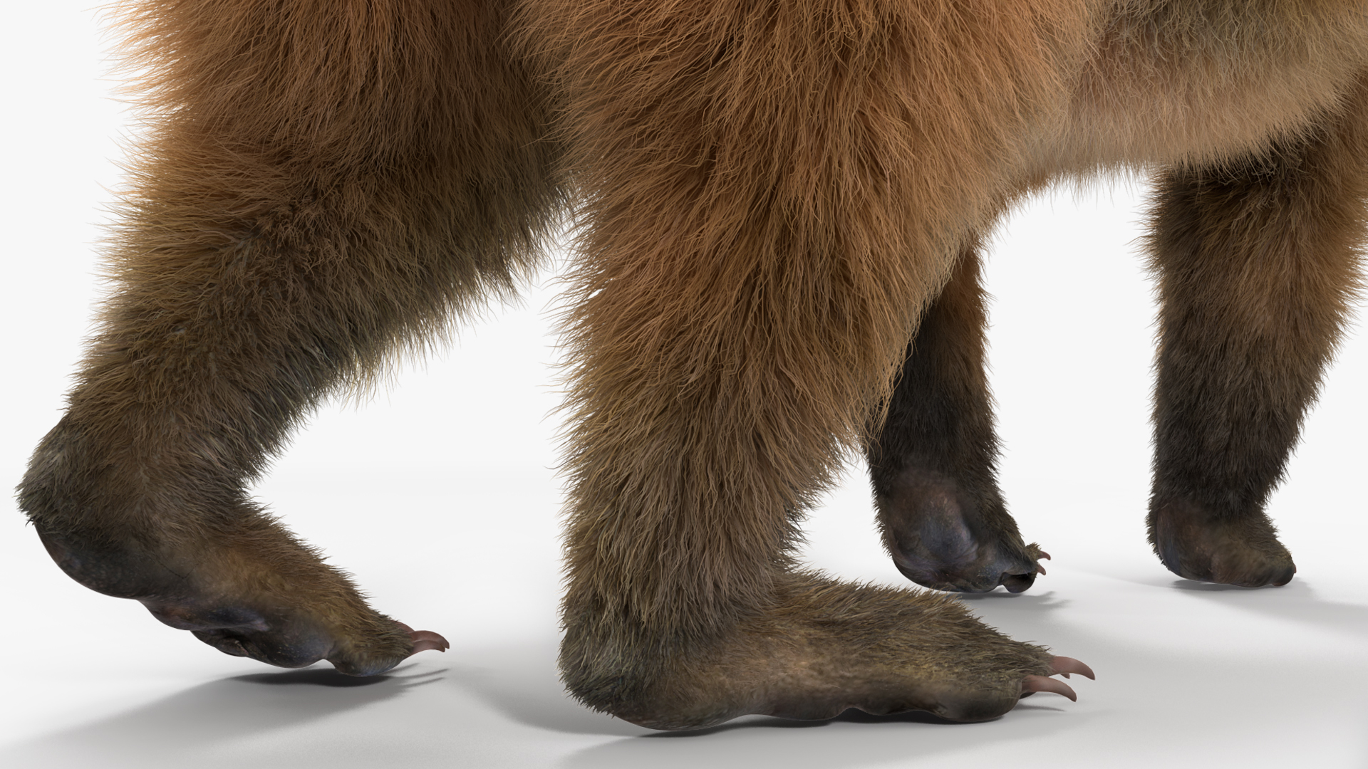 Walking Coati Fur 3D