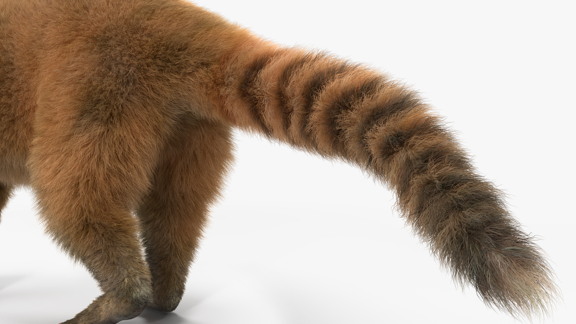 Walking Coati Fur 3D