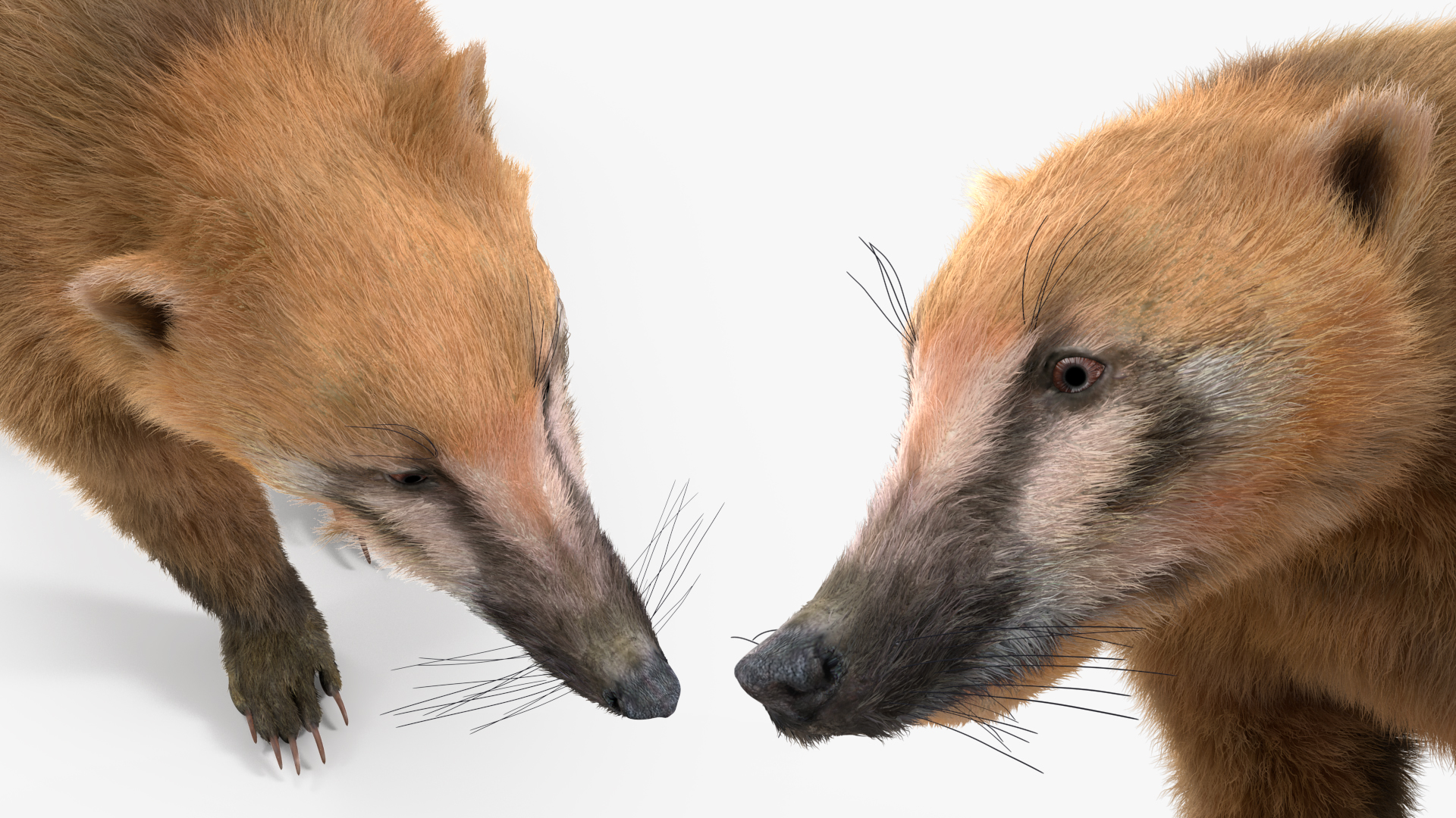 Walking Coati Fur 3D