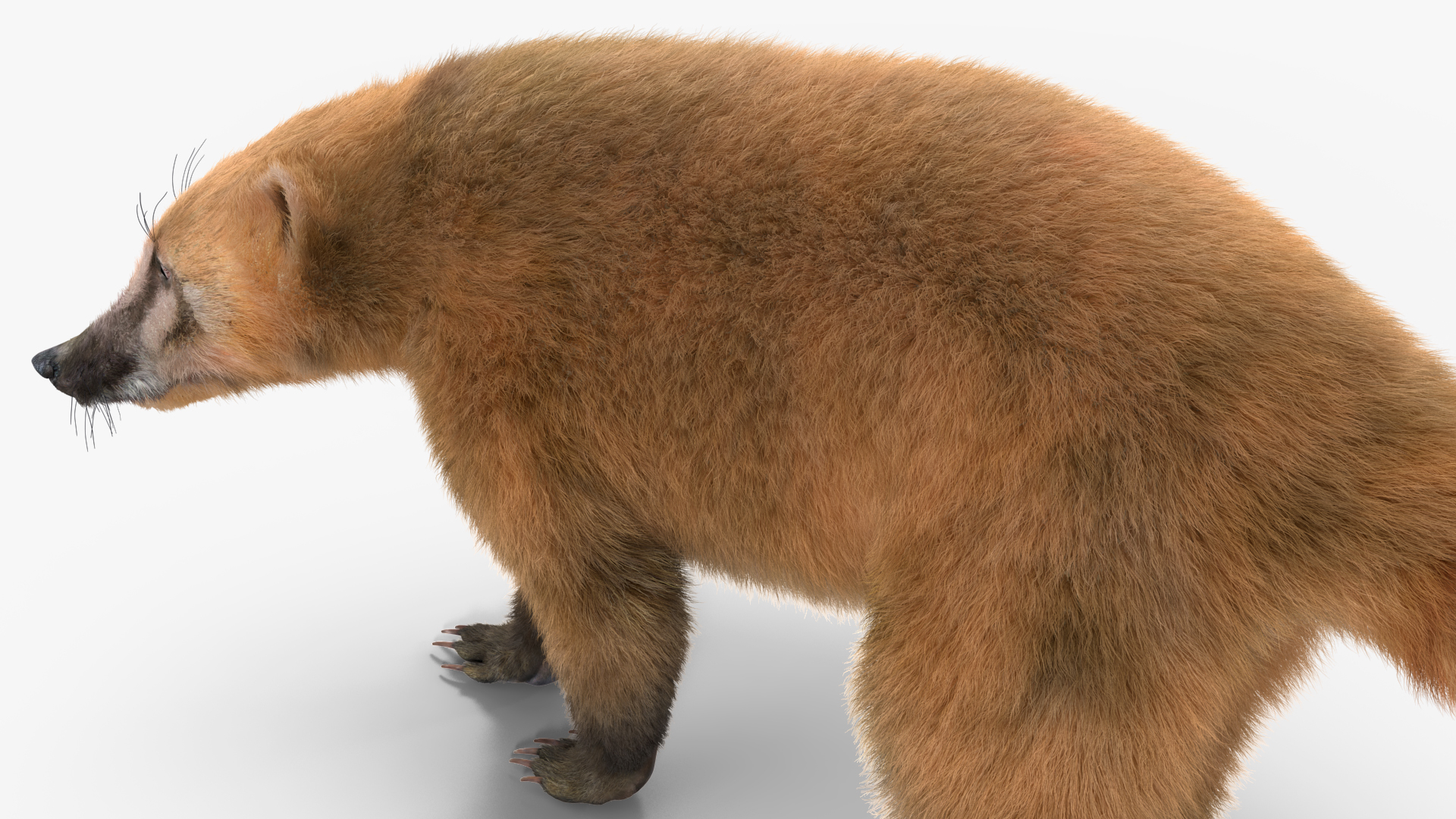 Walking Coati Fur 3D