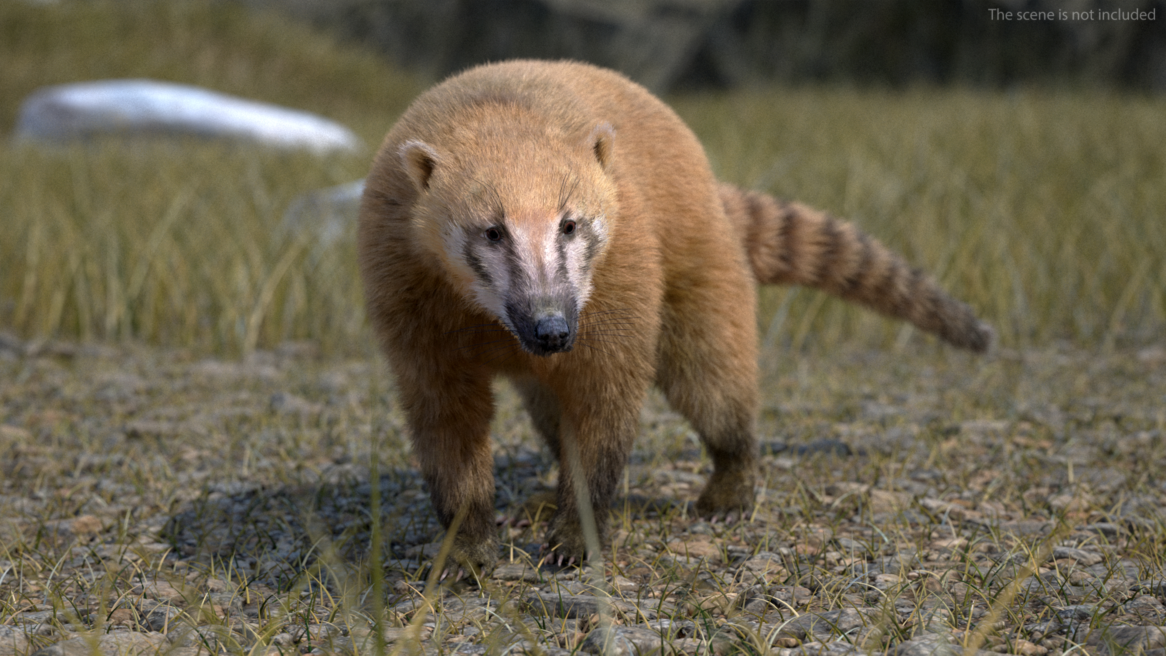 Walking Coati Fur 3D
