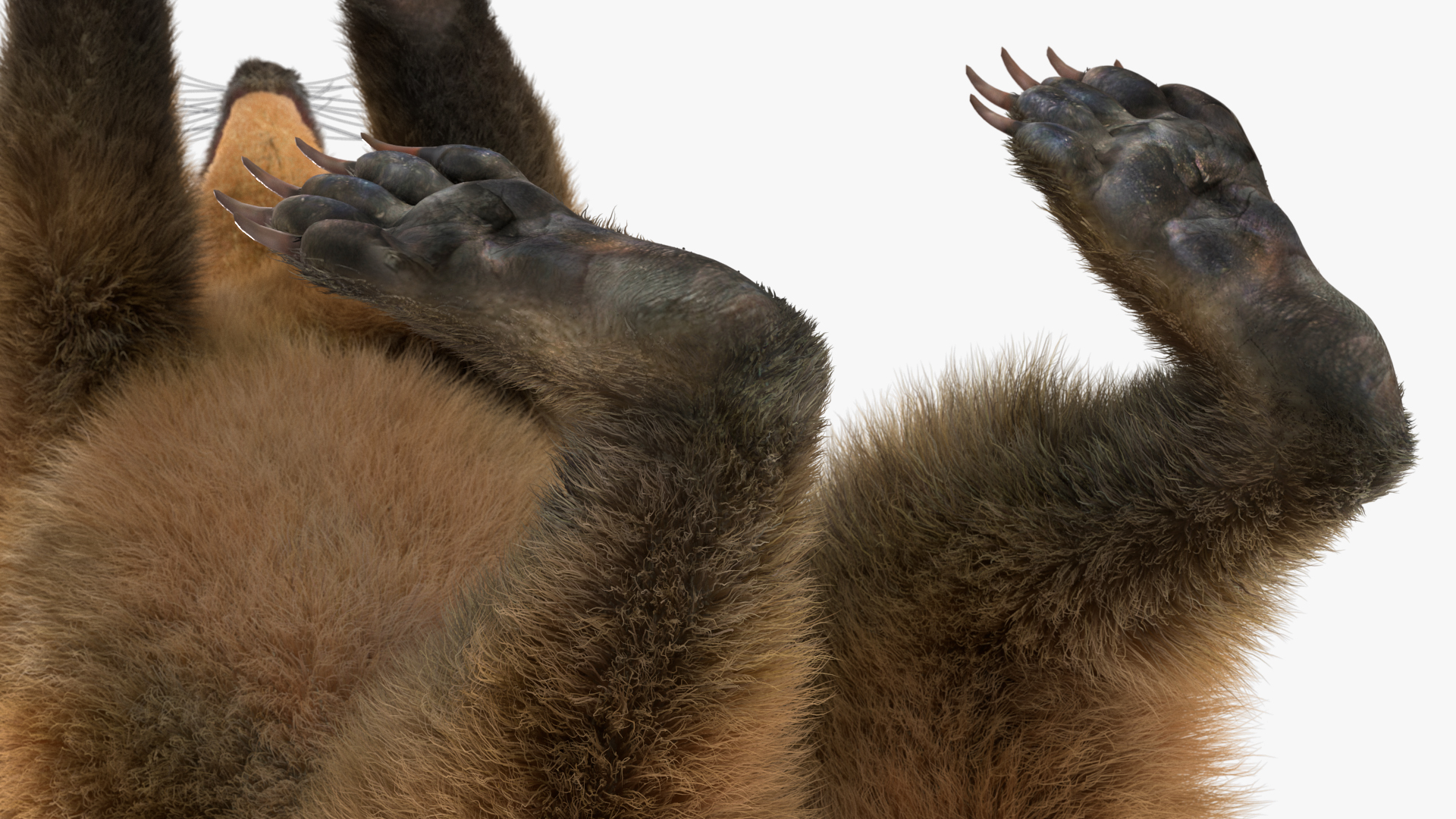 Walking Coati Fur 3D