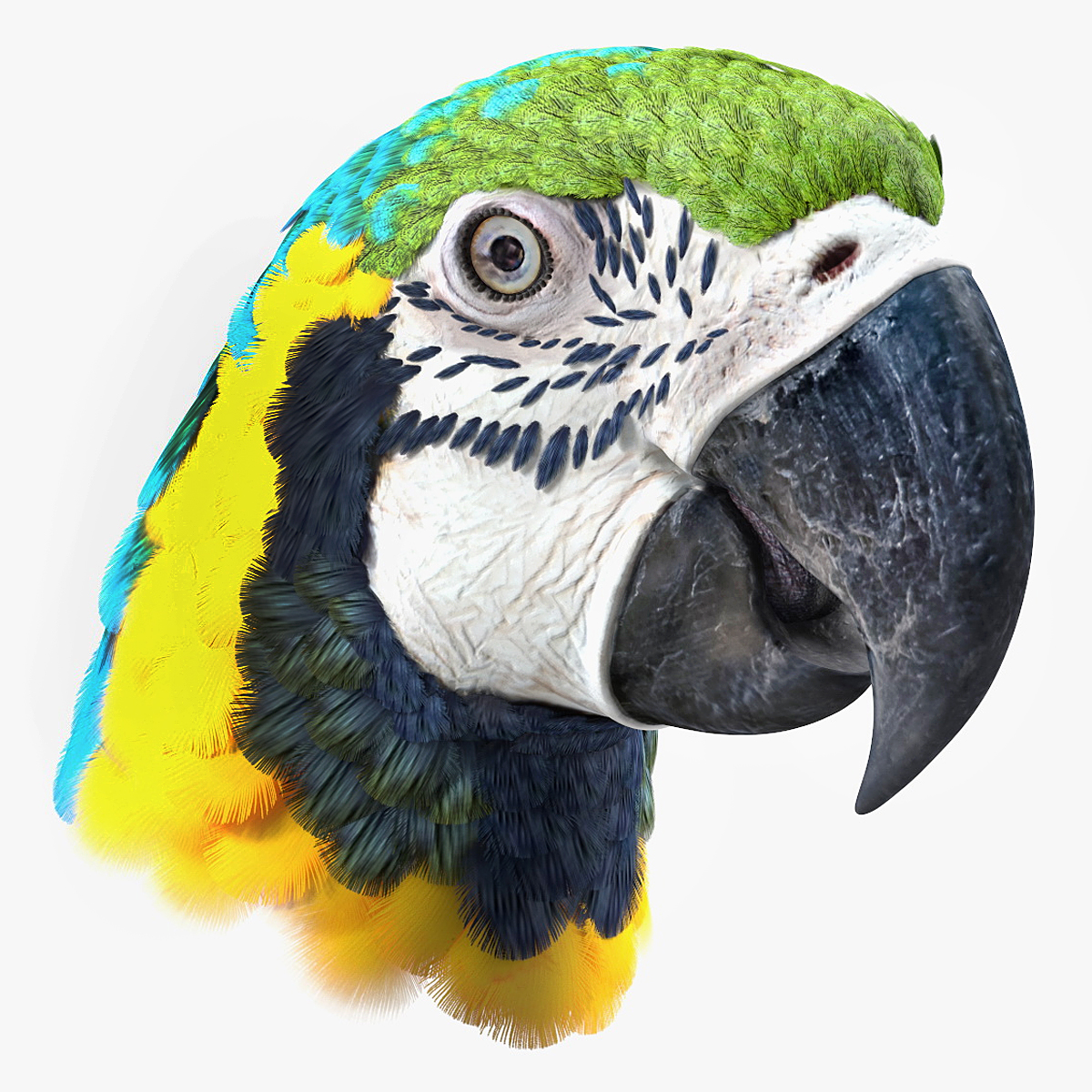 Blue and Yellow Macaw Head
