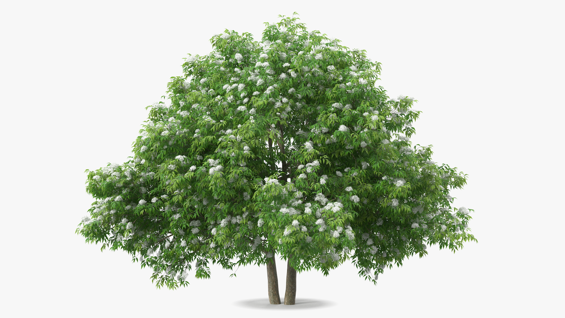 3D American Elderberry Blooming Tree model