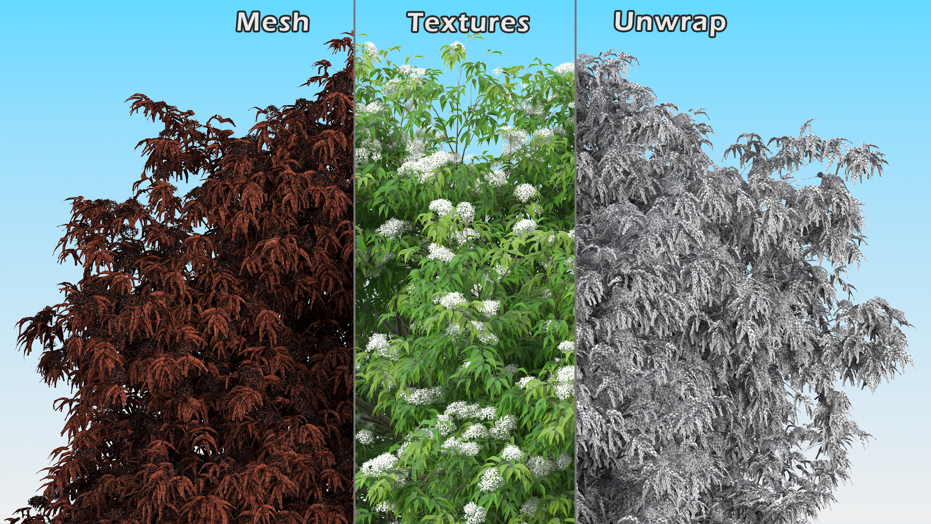 3D American Elderberry Blooming Tree model