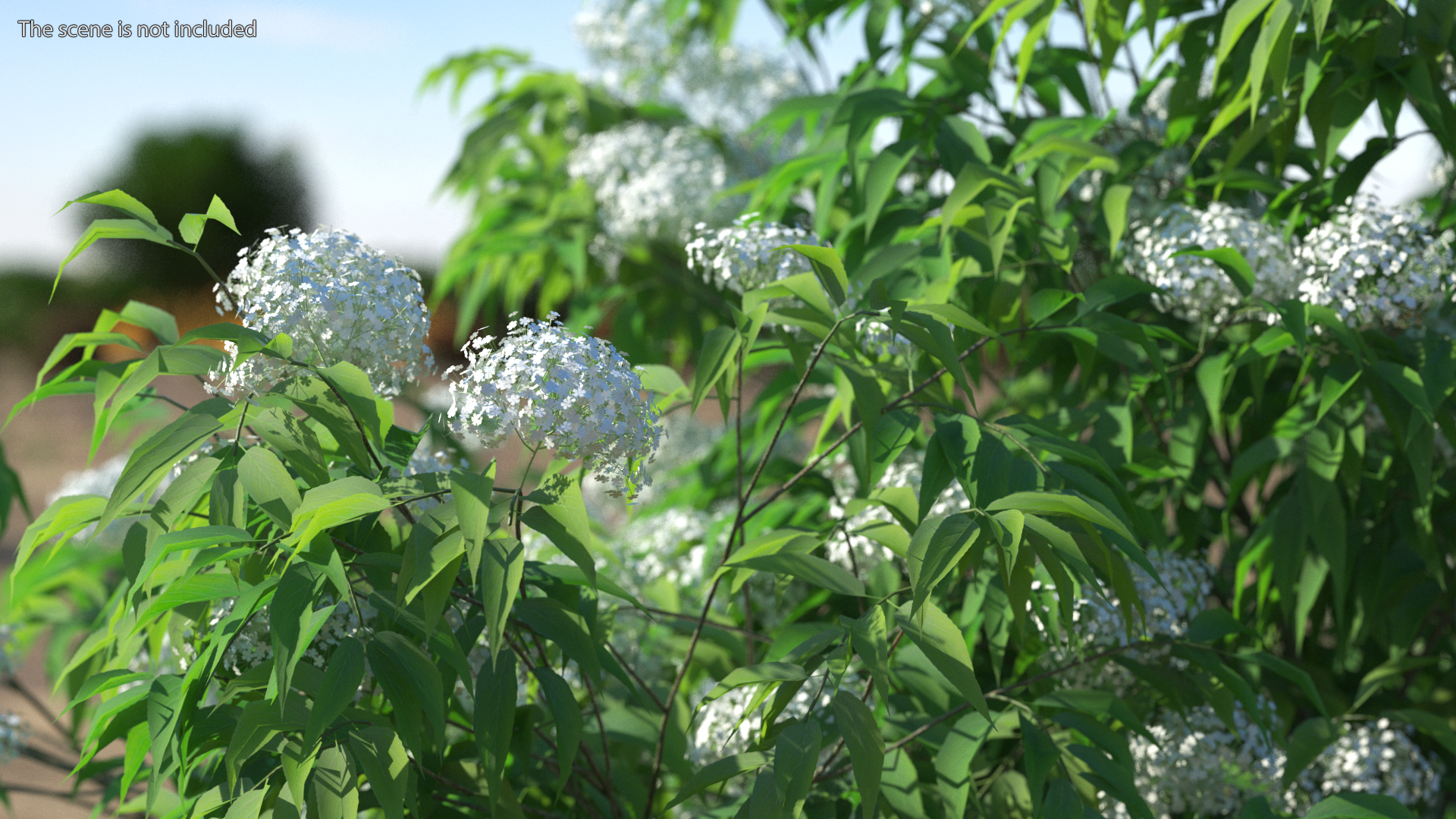 3D American Elderberry Blooming Tree model
