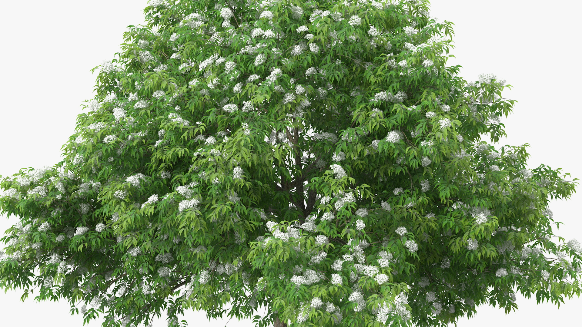 3D American Elderberry Blooming Tree model