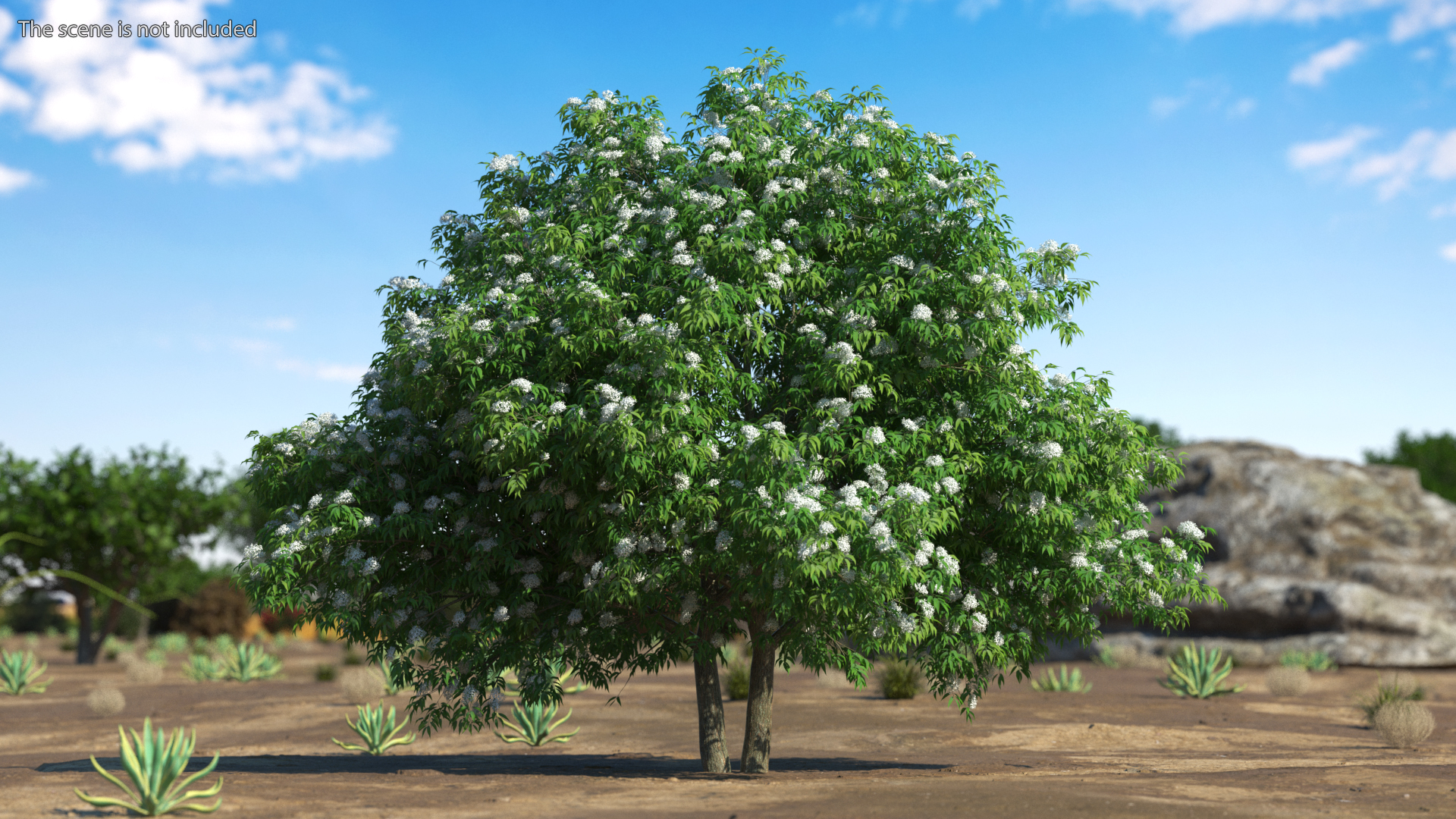 3D American Elderberry Blooming Tree model