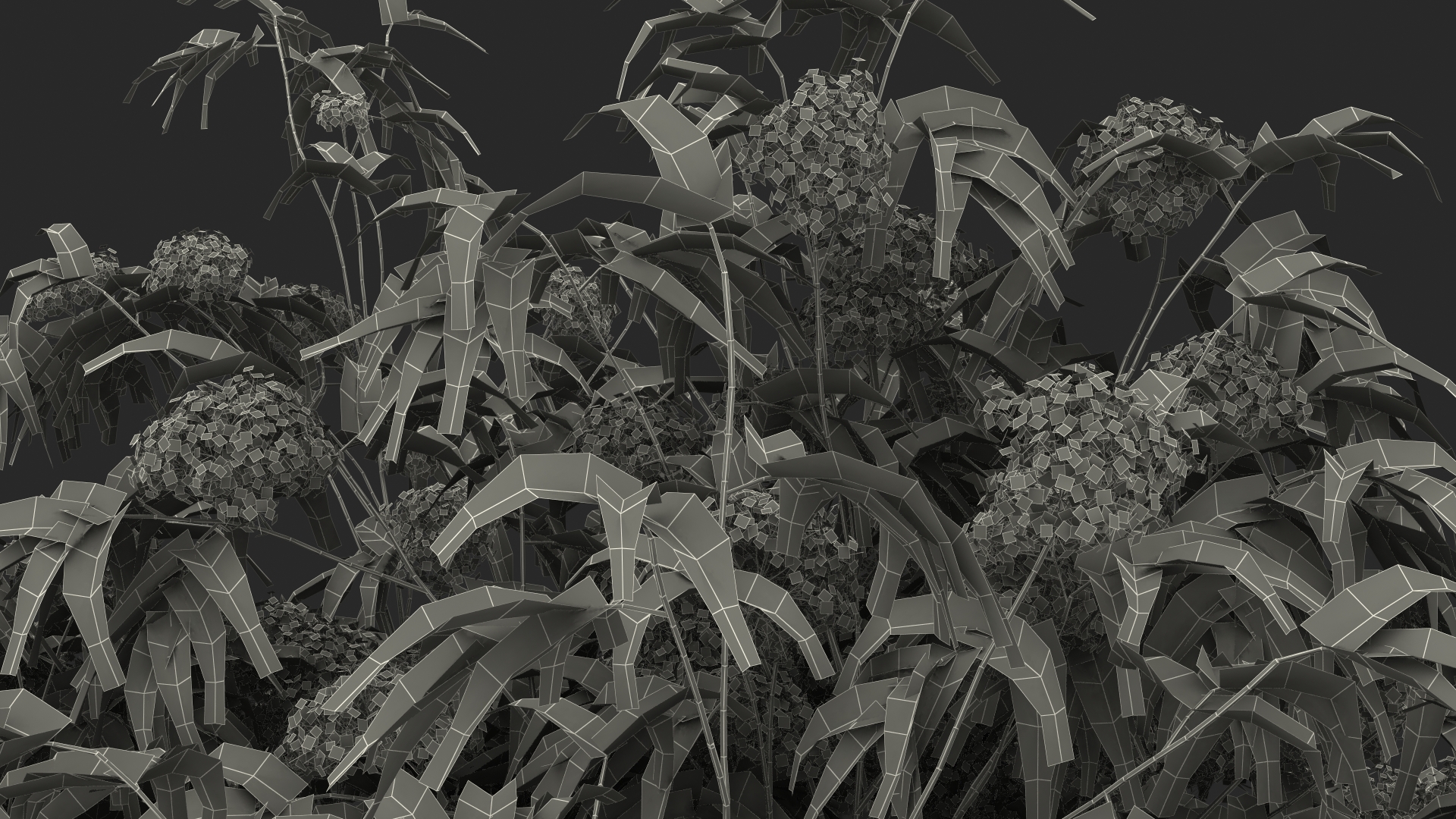 3D American Elderberry Blooming Tree model