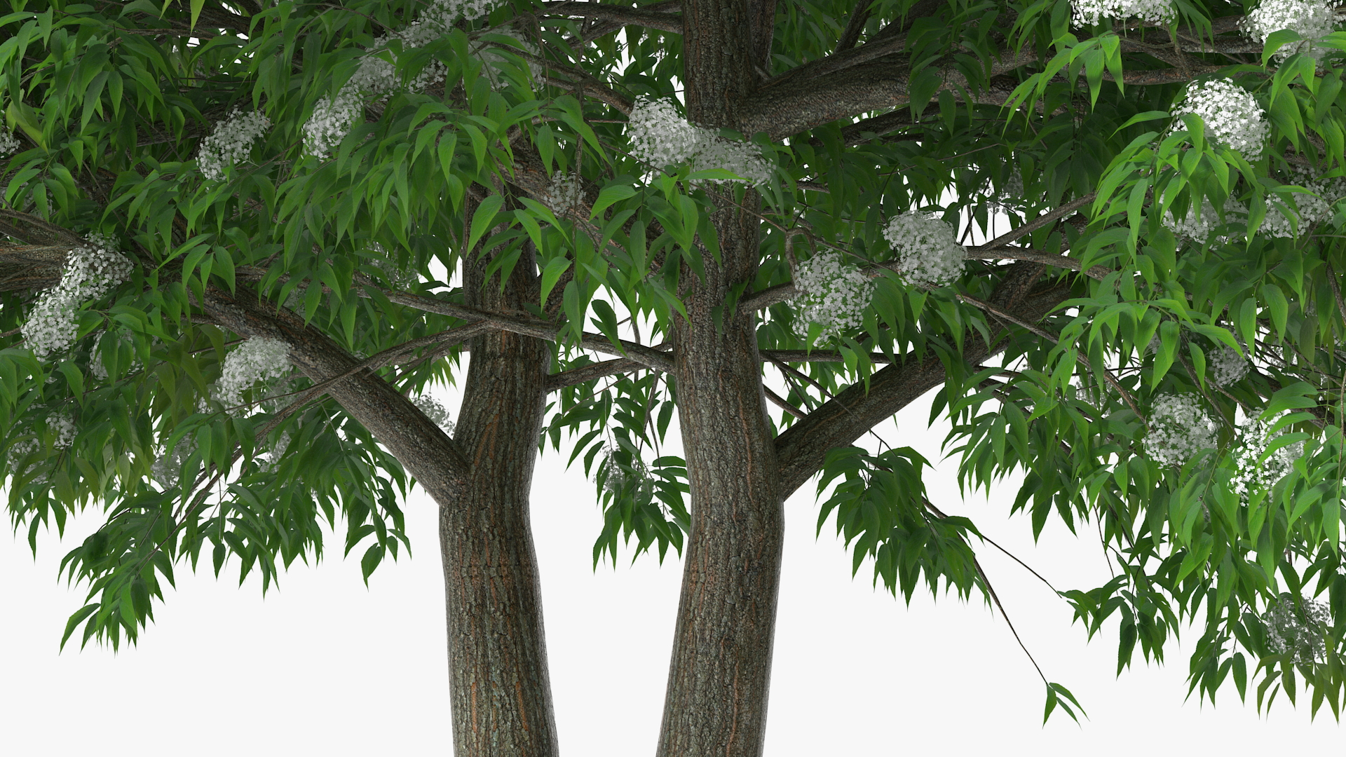 3D American Elderberry Blooming Tree model