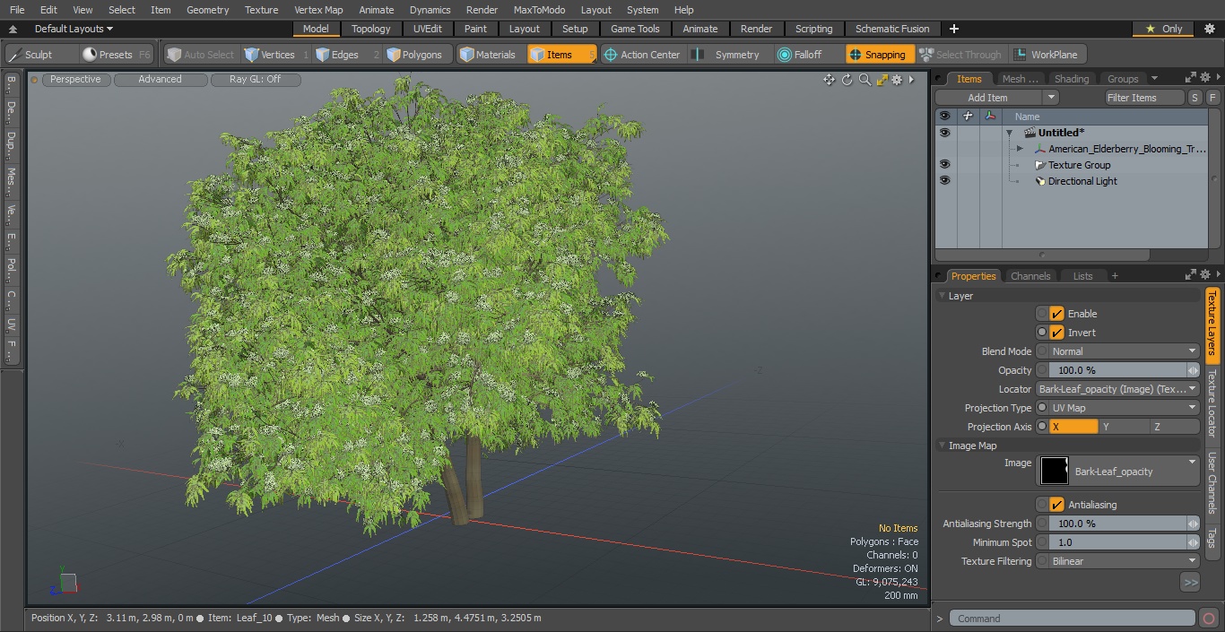 3D American Elderberry Blooming Tree model