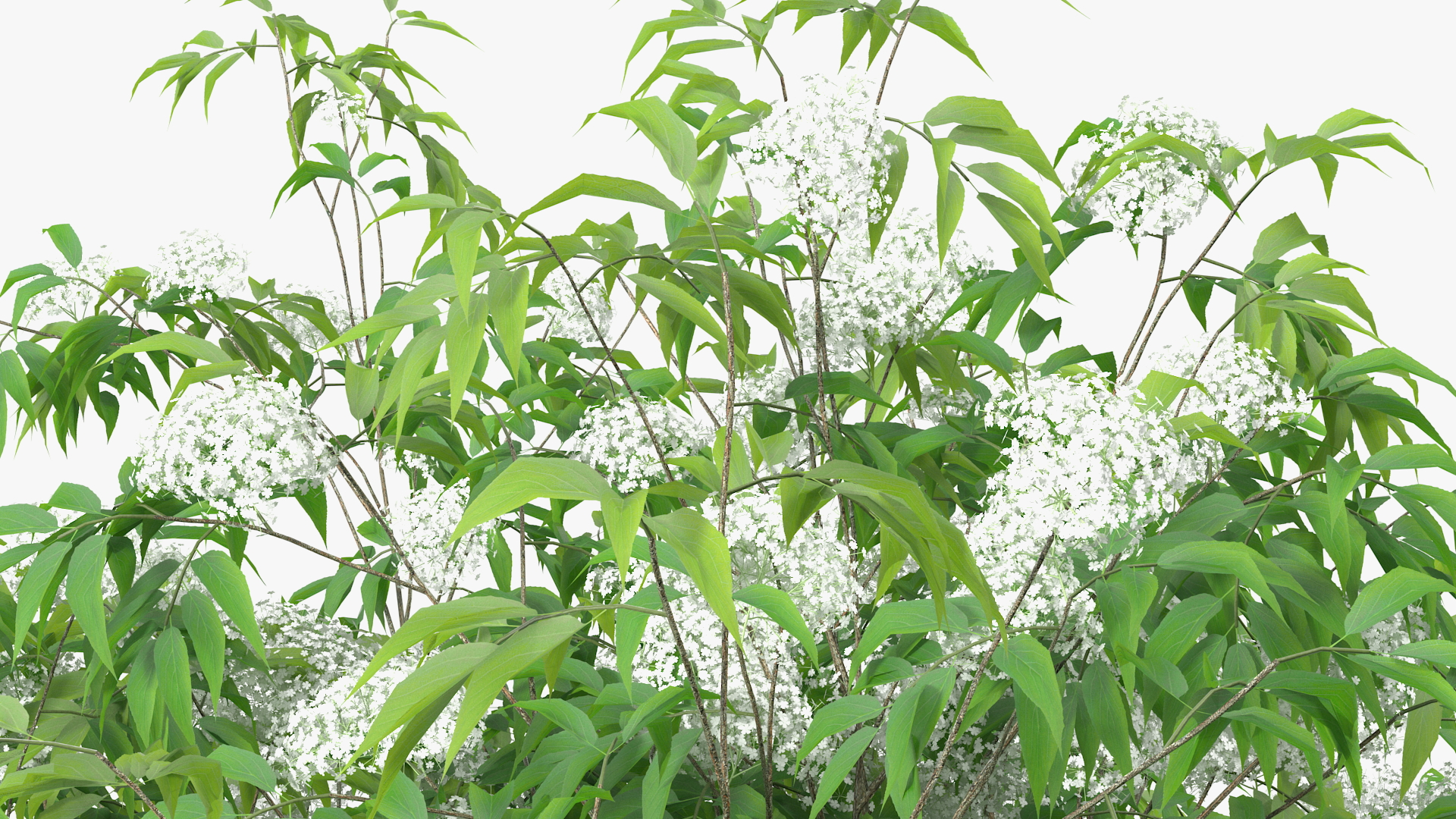 3D American Elderberry Blooming Tree model