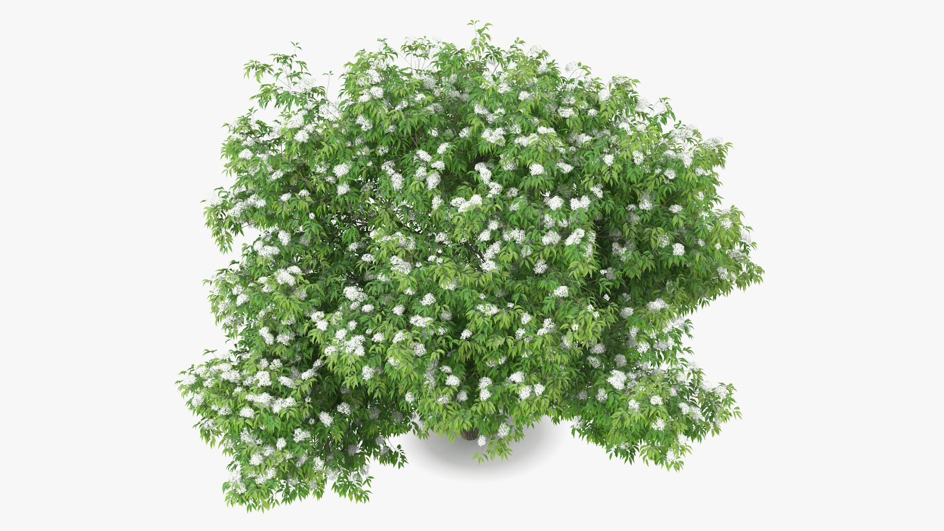 3D American Elderberry Blooming Tree model