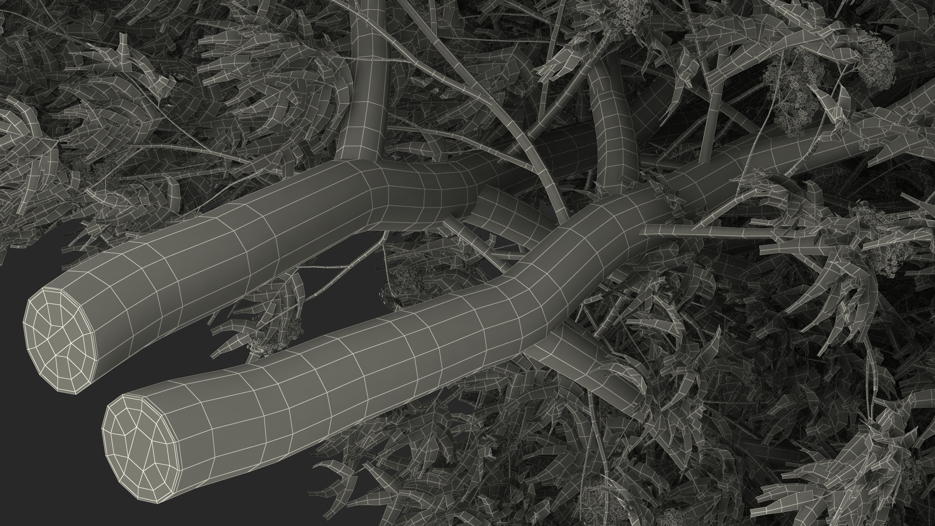 3D American Elderberry Blooming Tree model