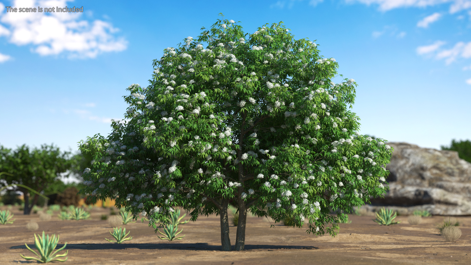 3D American Elderberry Blooming Tree model