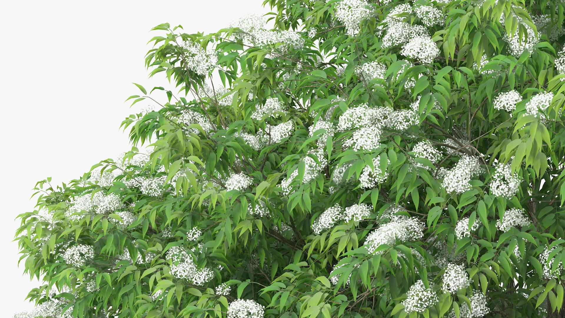 3D American Elderberry Blooming Tree model