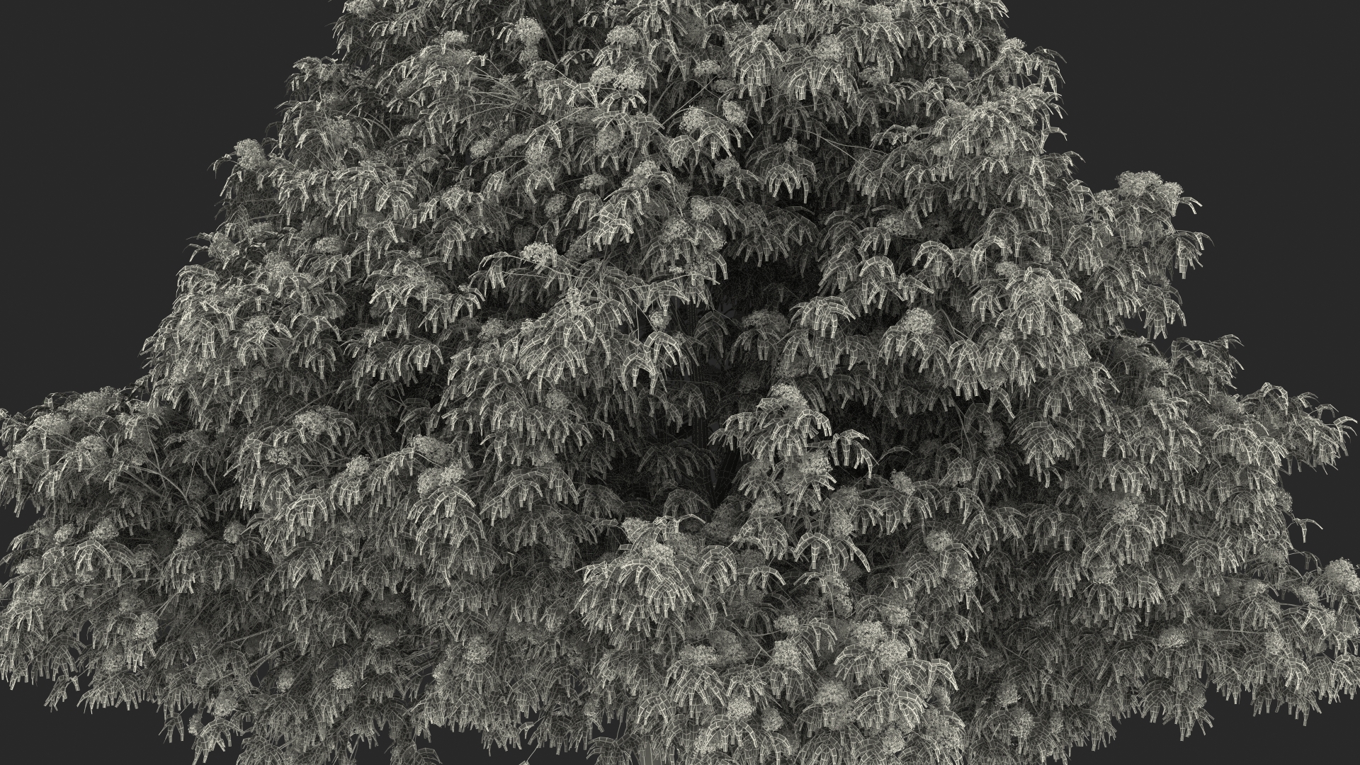 3D American Elderberry Blooming Tree model