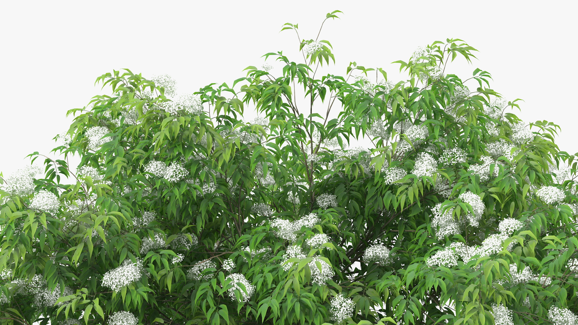 3D American Elderberry Blooming Tree model