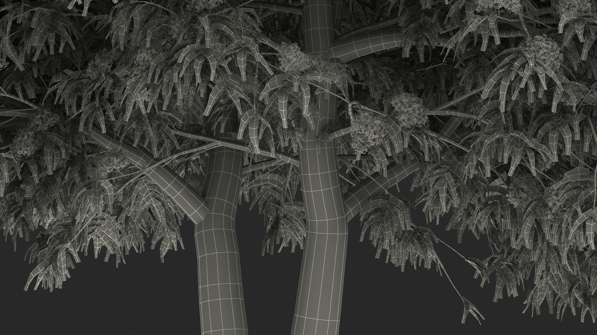 3D American Elderberry Blooming Tree model