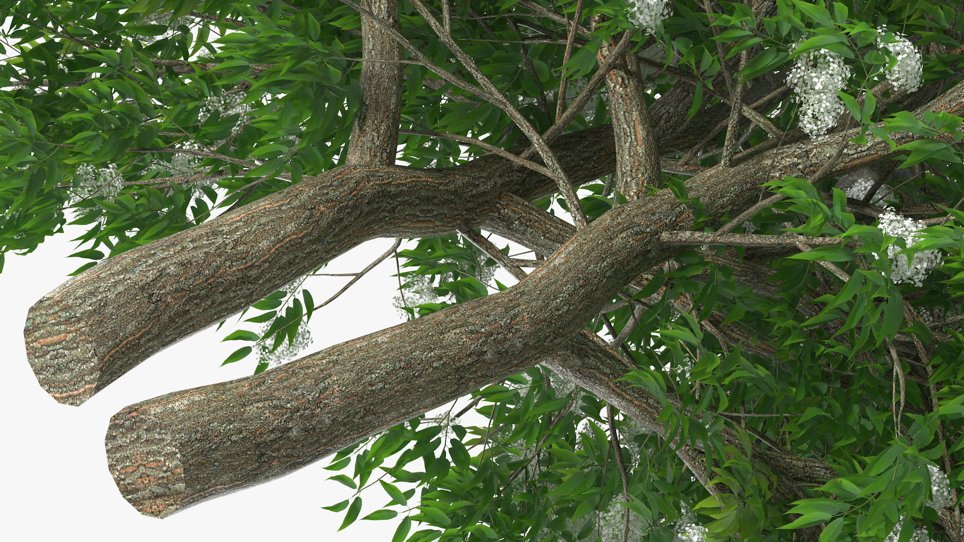 3D American Elderberry Blooming Tree model