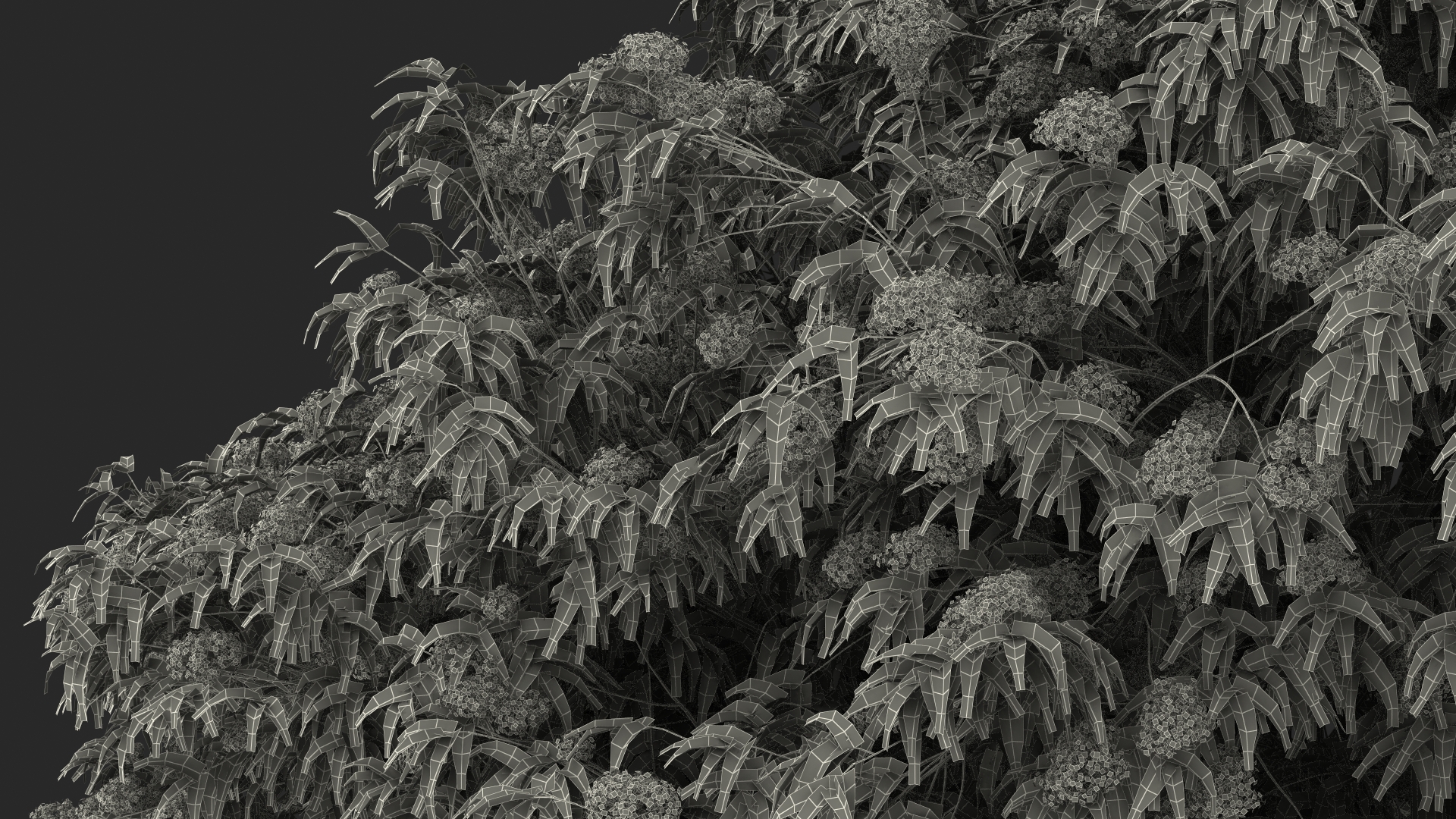 3D American Elderberry Blooming Tree model
