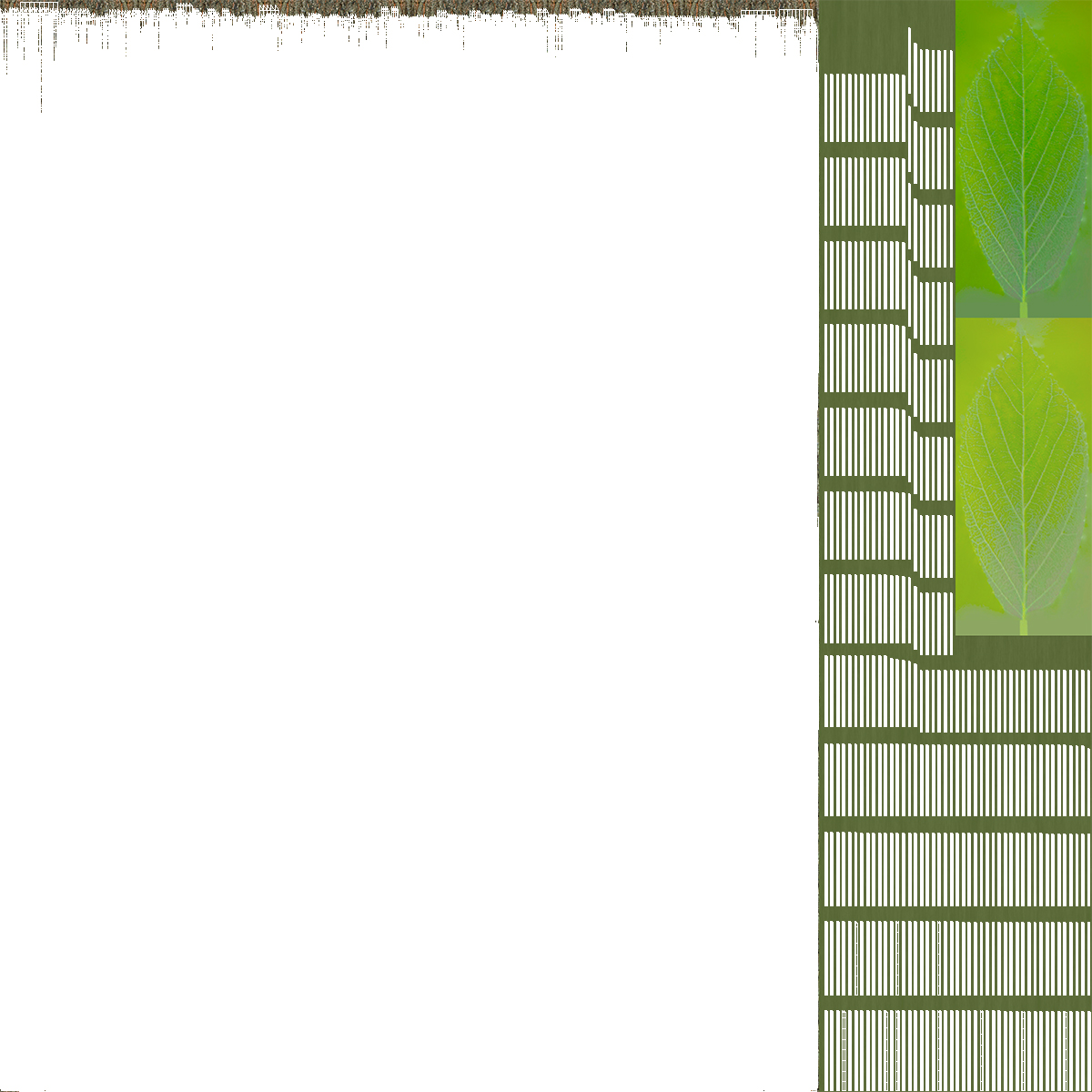 3D American Elderberry Blooming Tree model