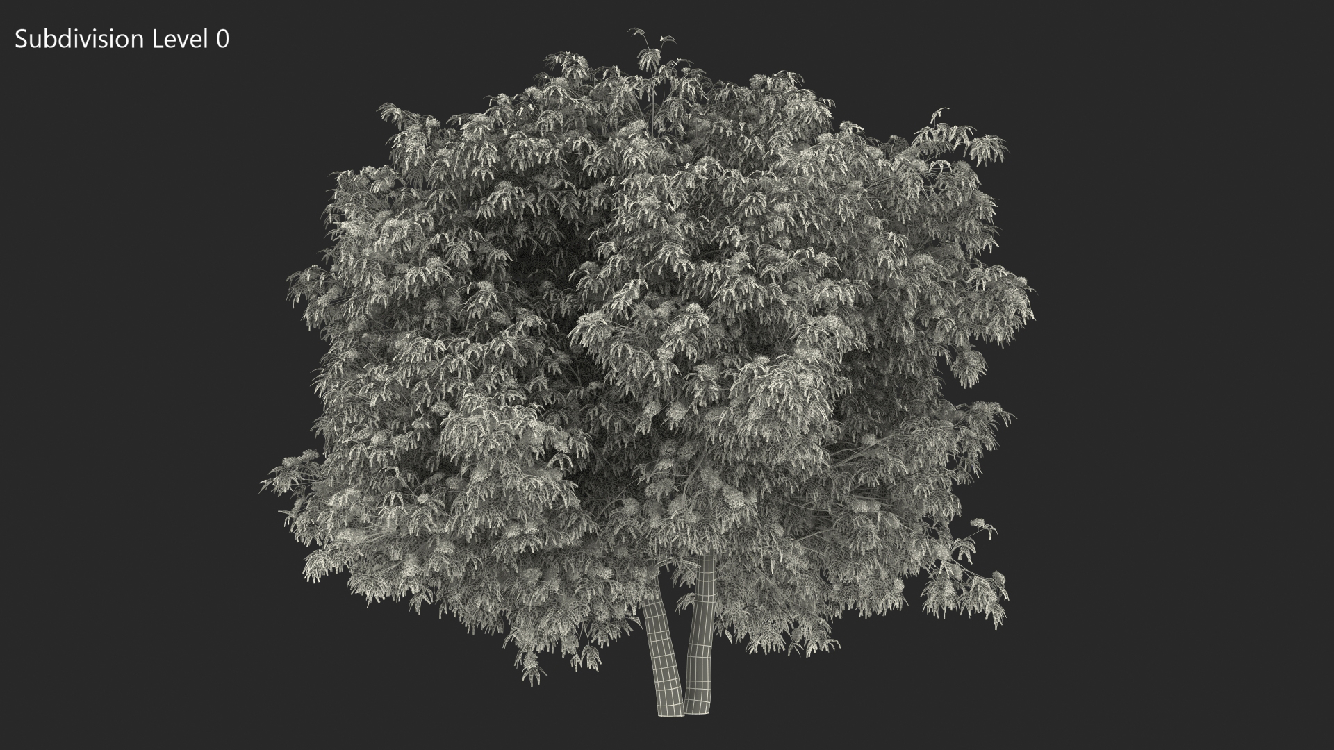3D American Elderberry Blooming Tree model