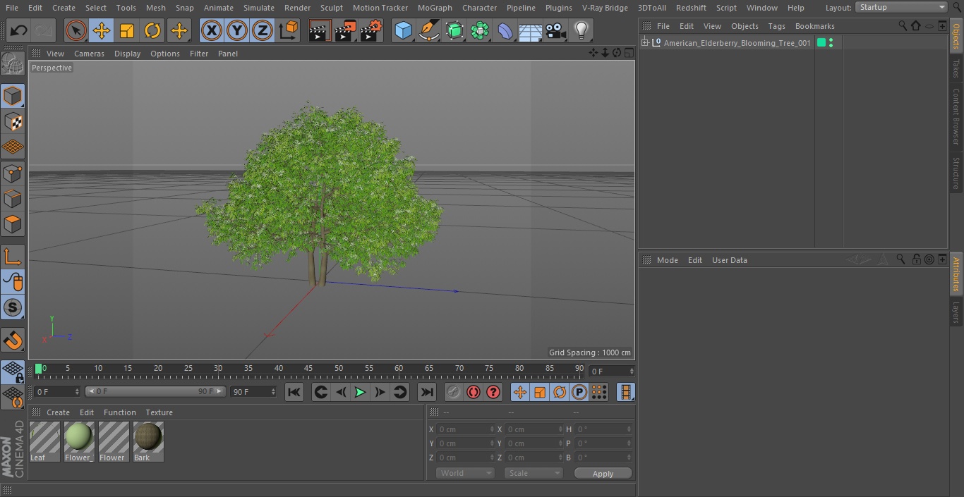 3D American Elderberry Blooming Tree model