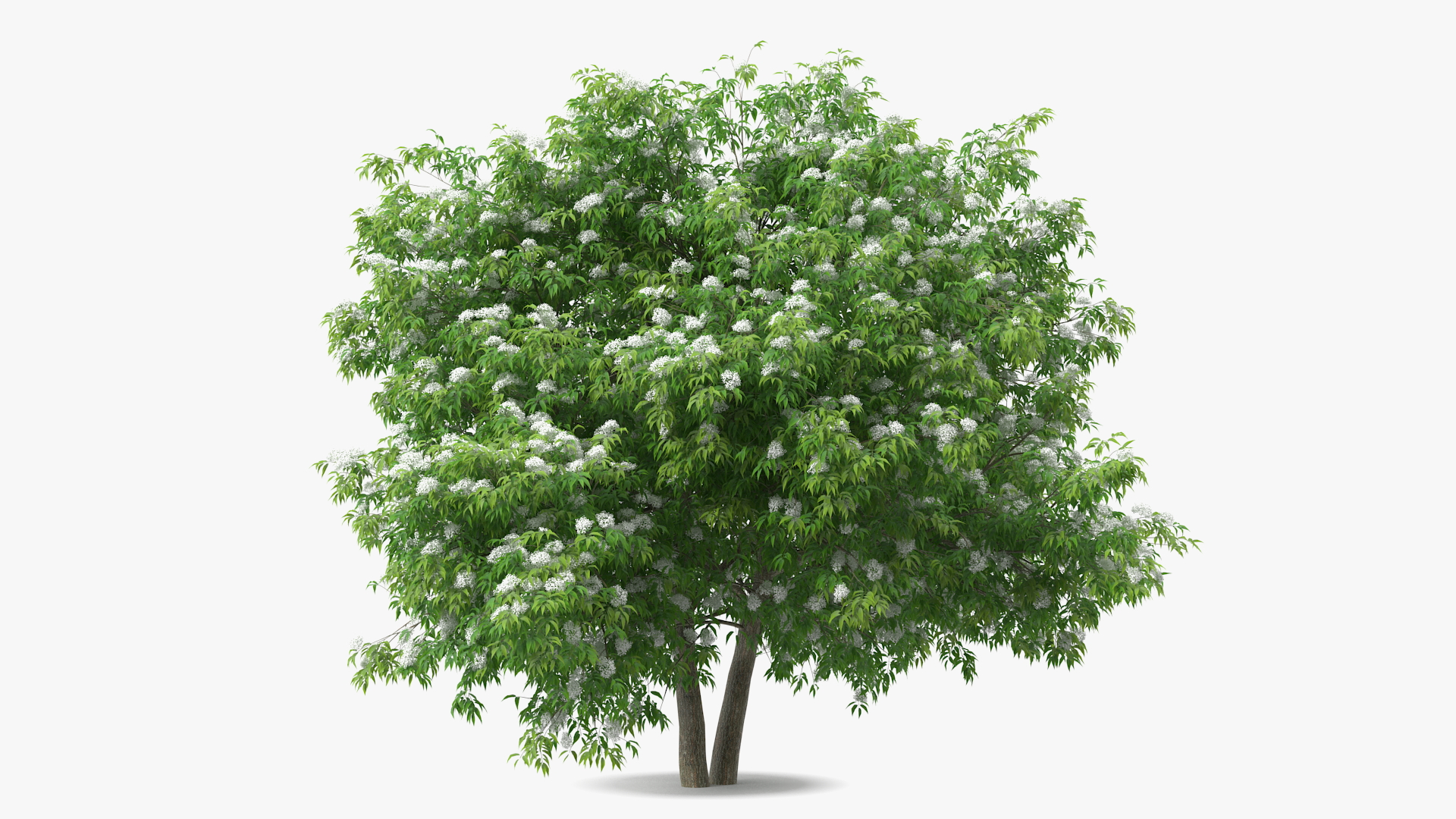 3D American Elderberry Blooming Tree model