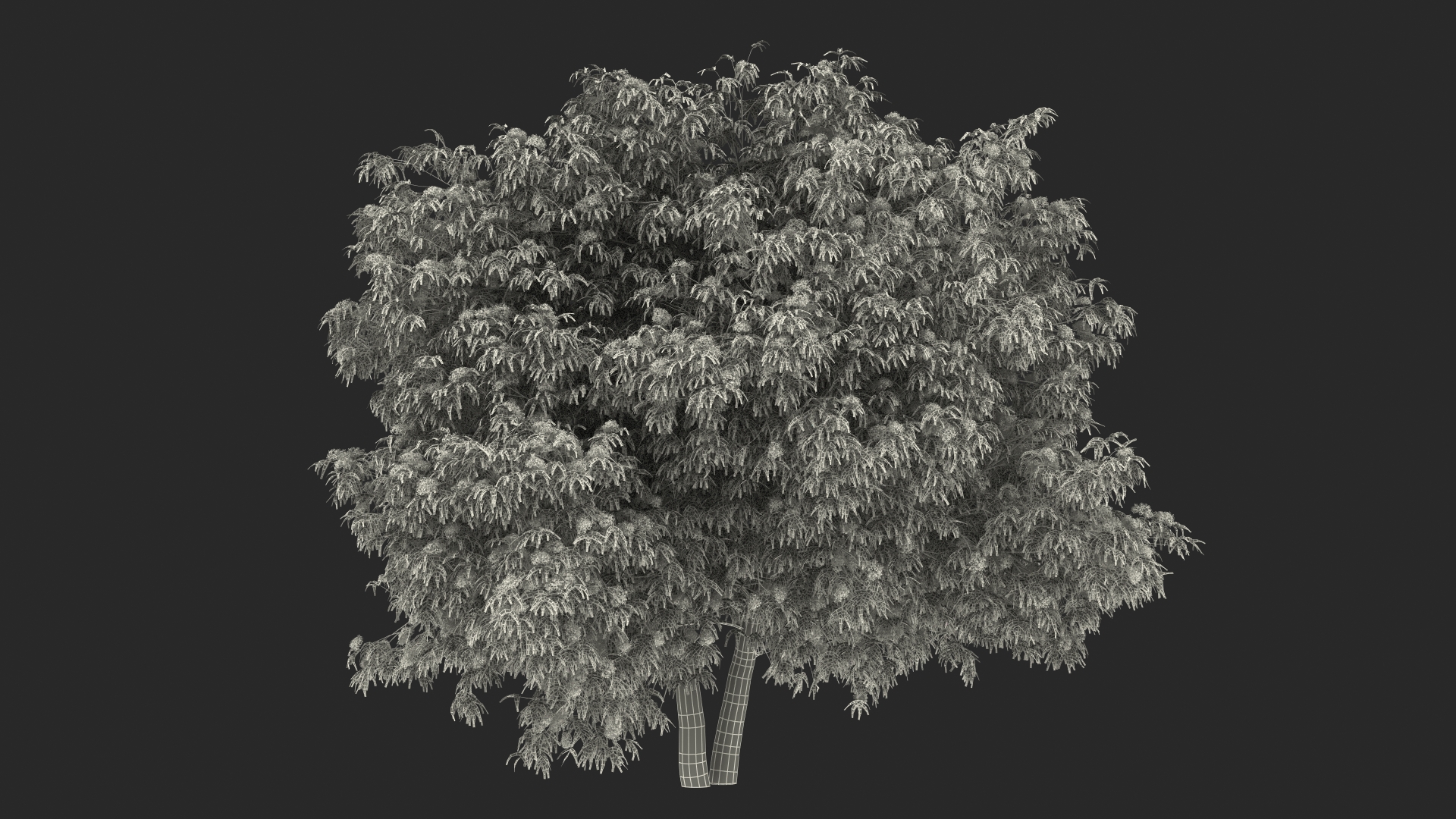 3D American Elderberry Blooming Tree model