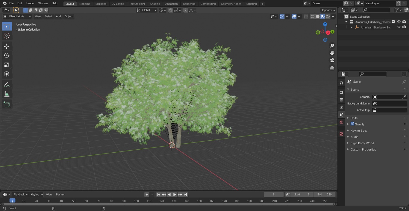 3D American Elderberry Blooming Tree model