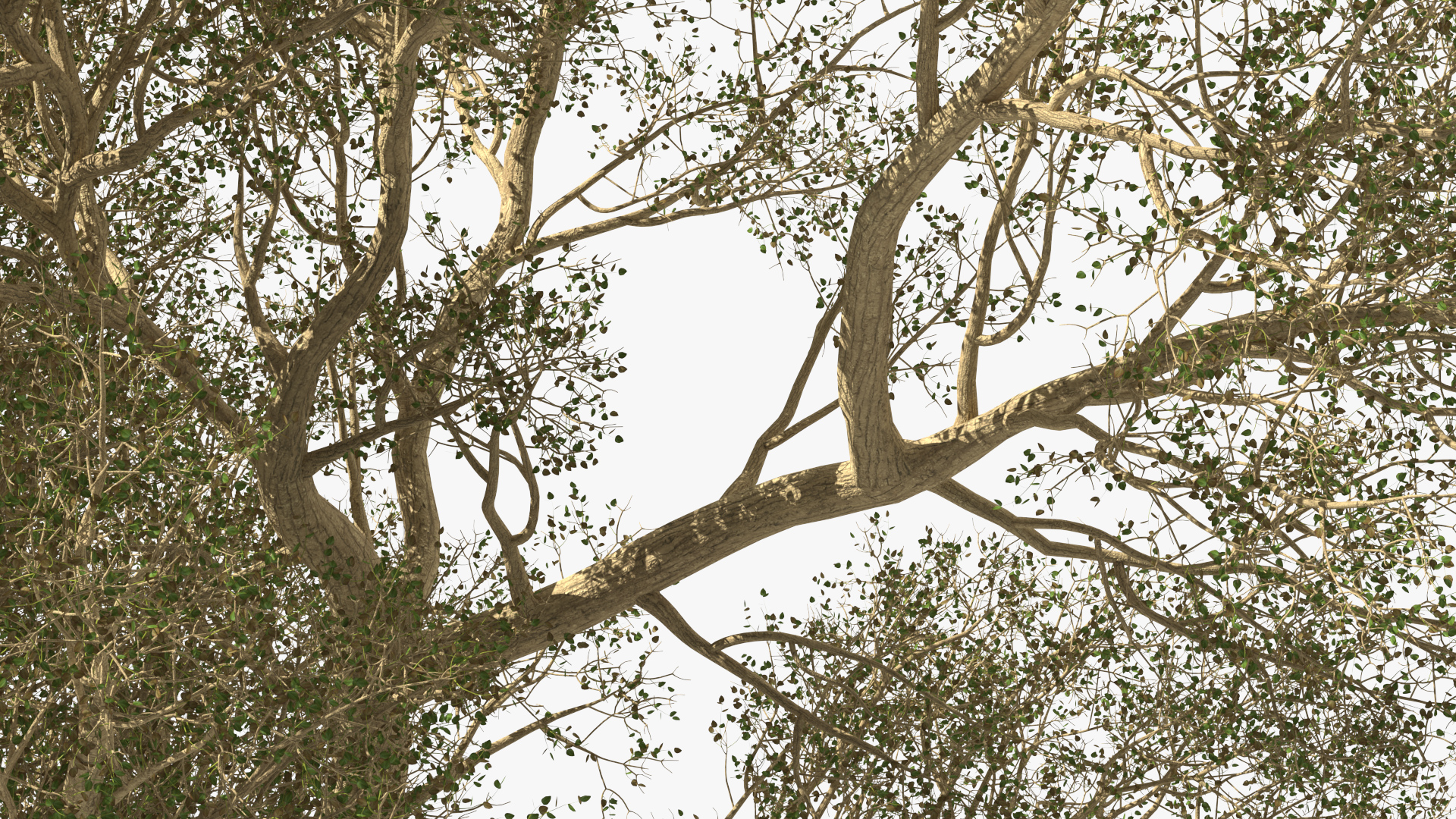 3D Green Tabebuia Avellanedae Tree