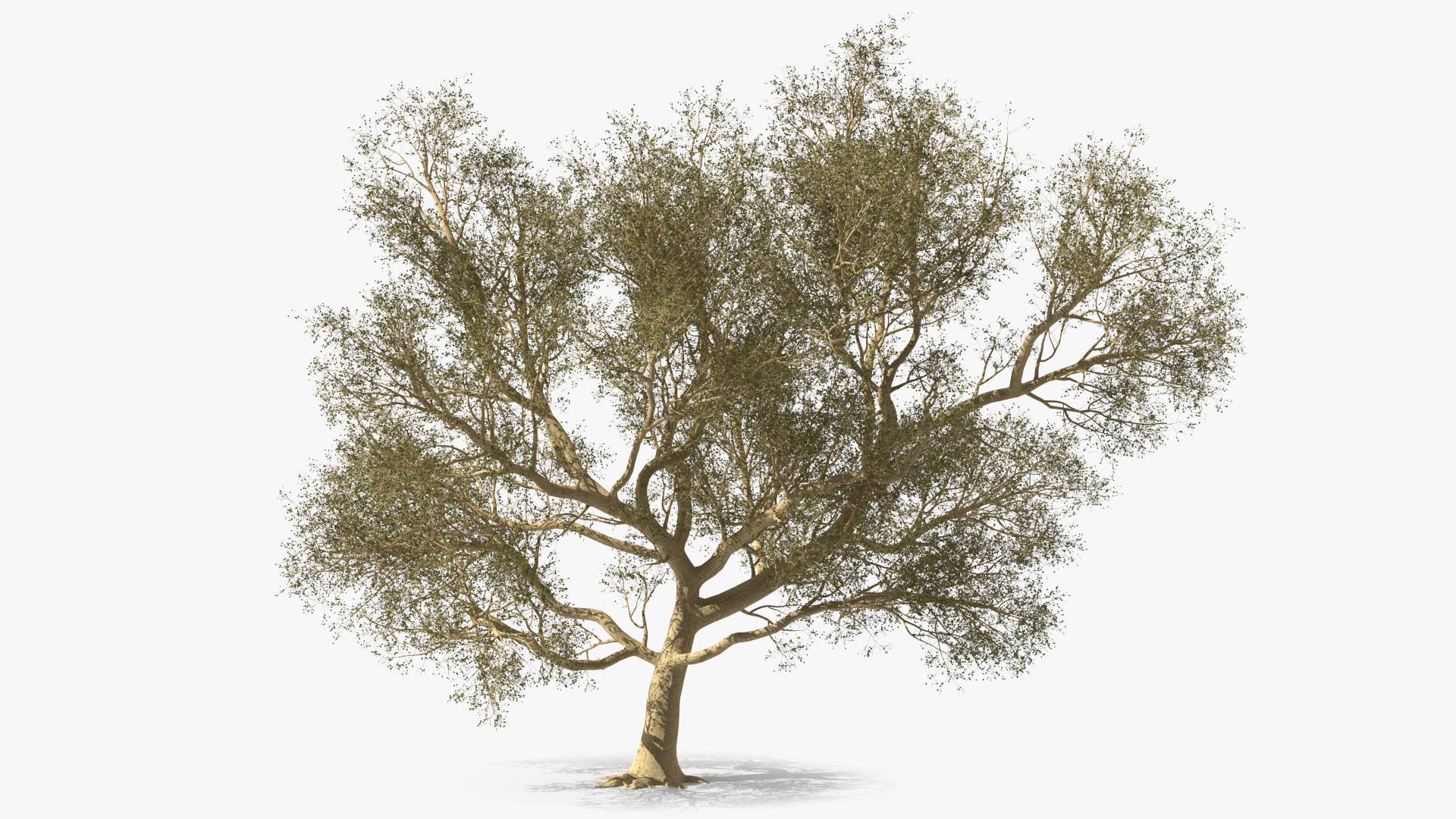 3D Green Tabebuia Avellanedae Tree