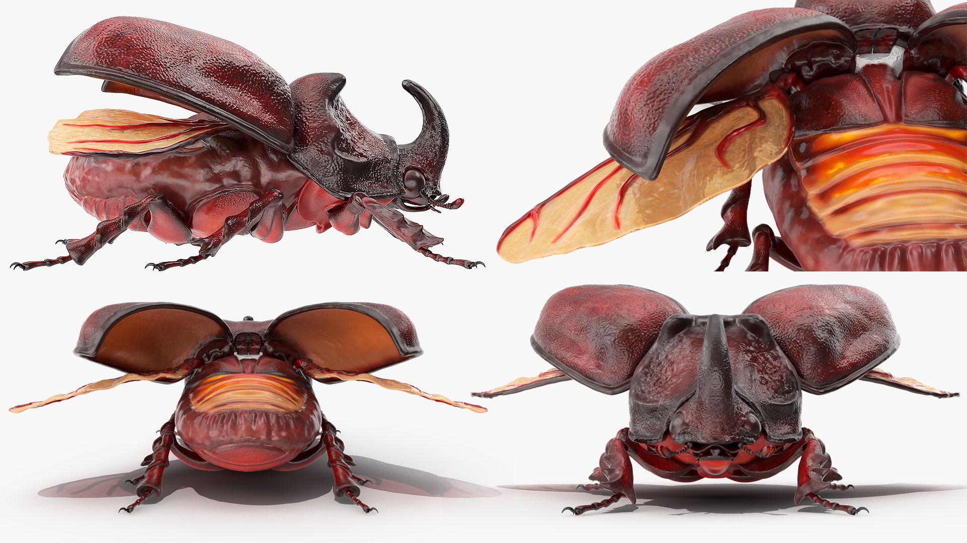 3D Oryctes Nasicornis Rhinoceros Beetle