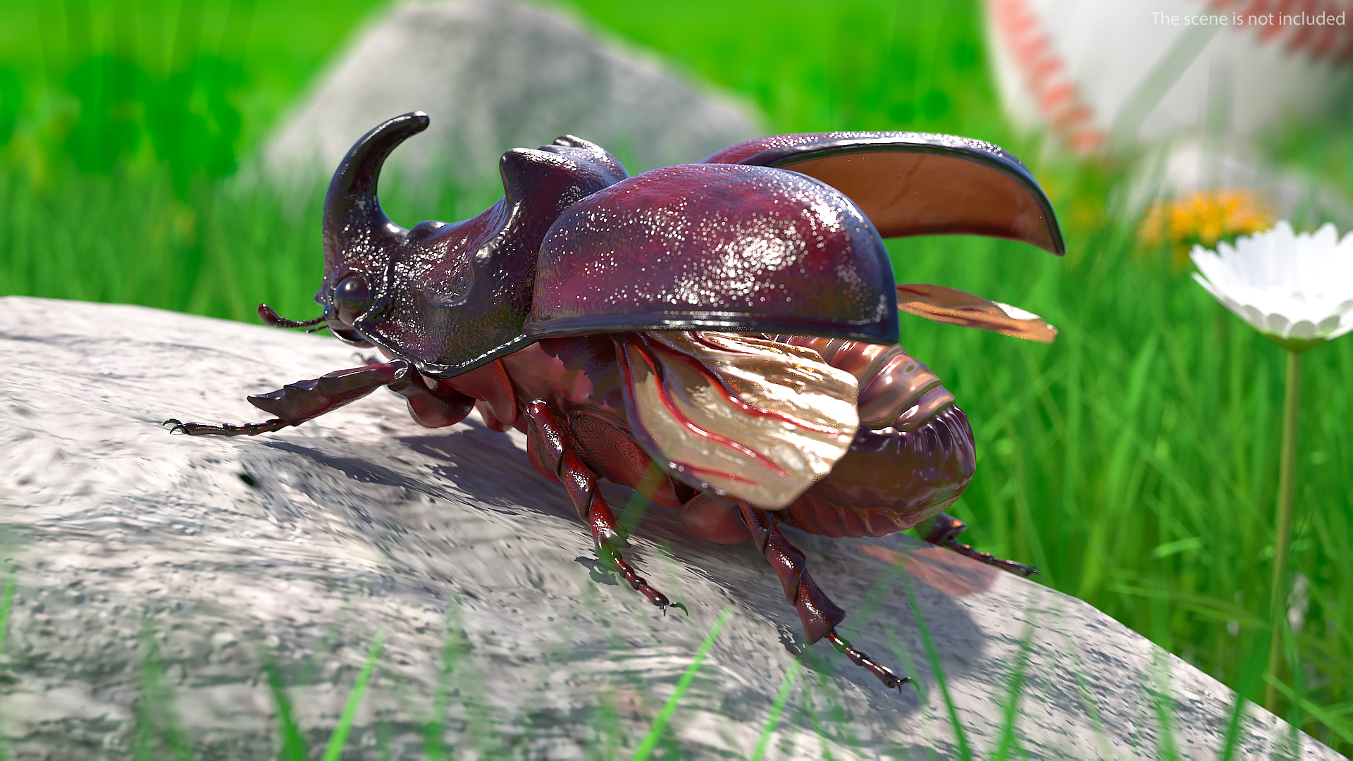 3D Oryctes Nasicornis Rhinoceros Beetle