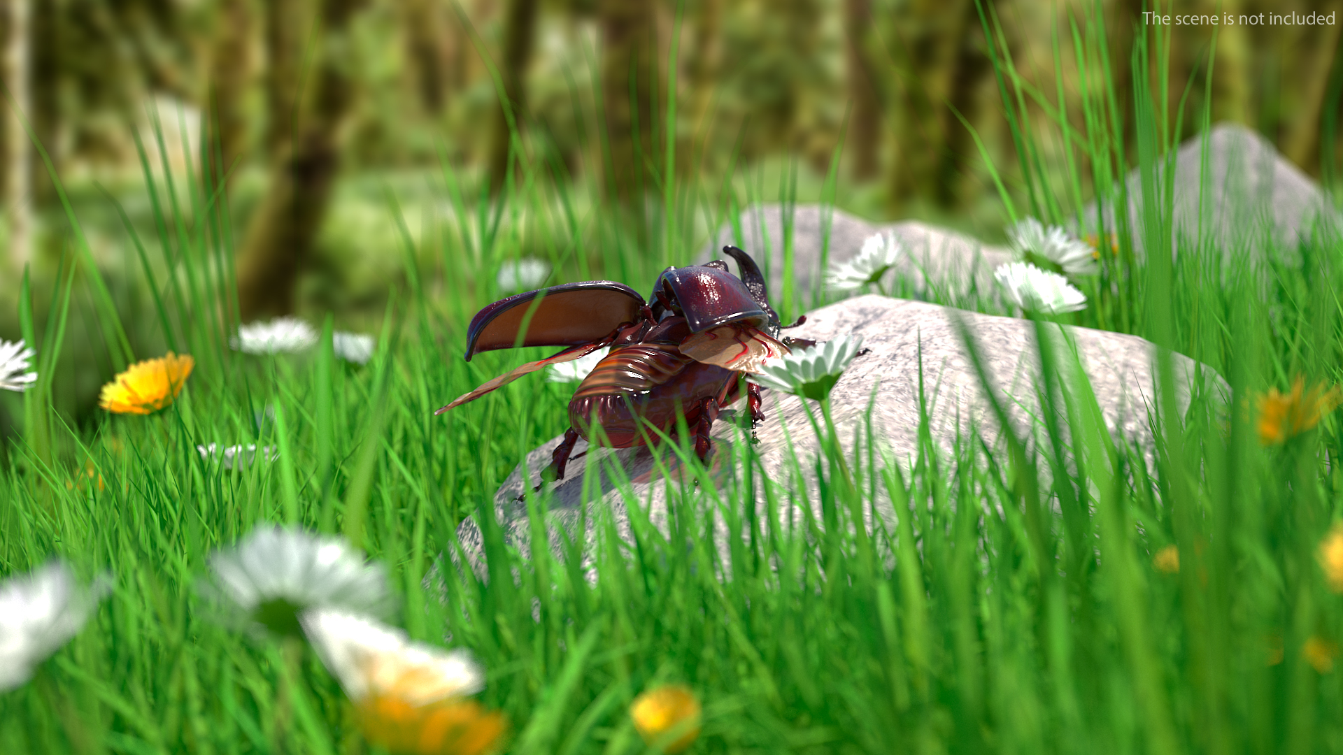 3D Oryctes Nasicornis Rhinoceros Beetle