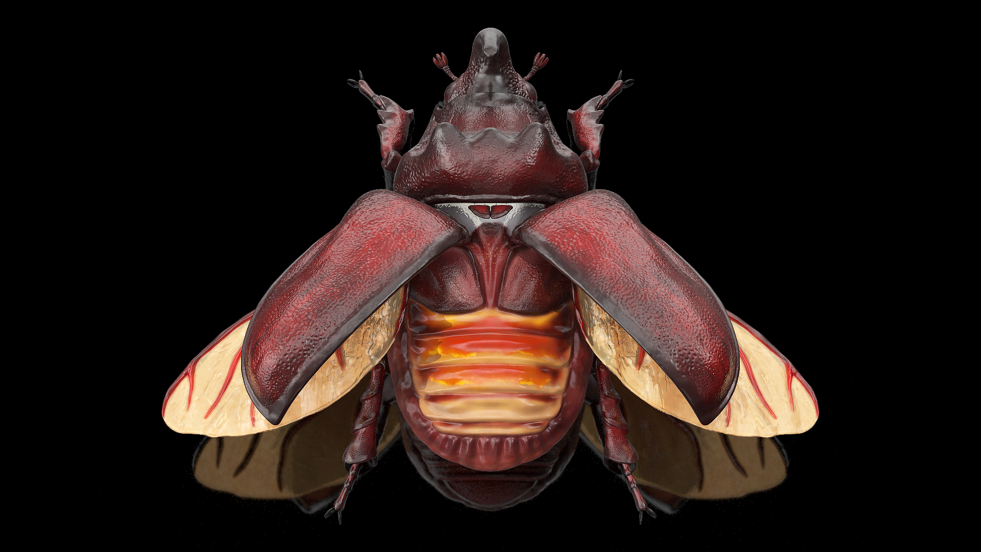 3D Oryctes Nasicornis Rhinoceros Beetle