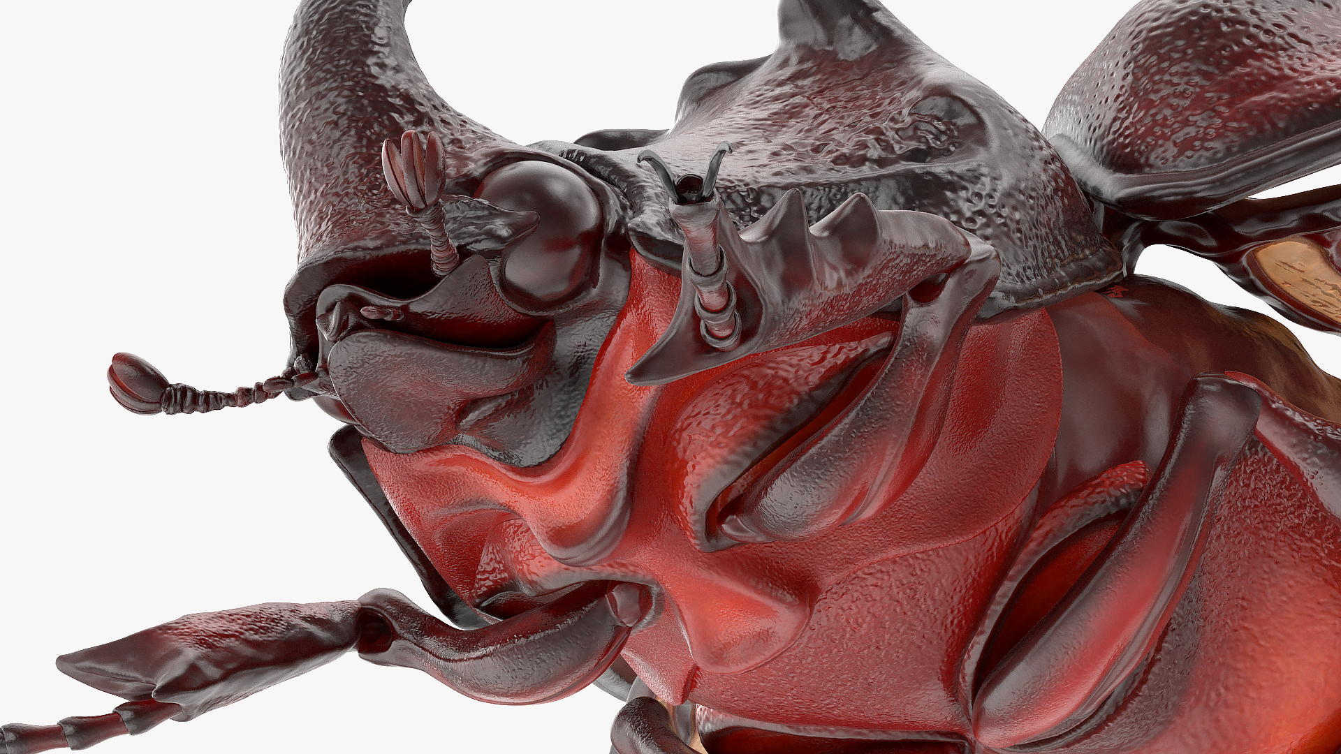 3D Oryctes Nasicornis Rhinoceros Beetle