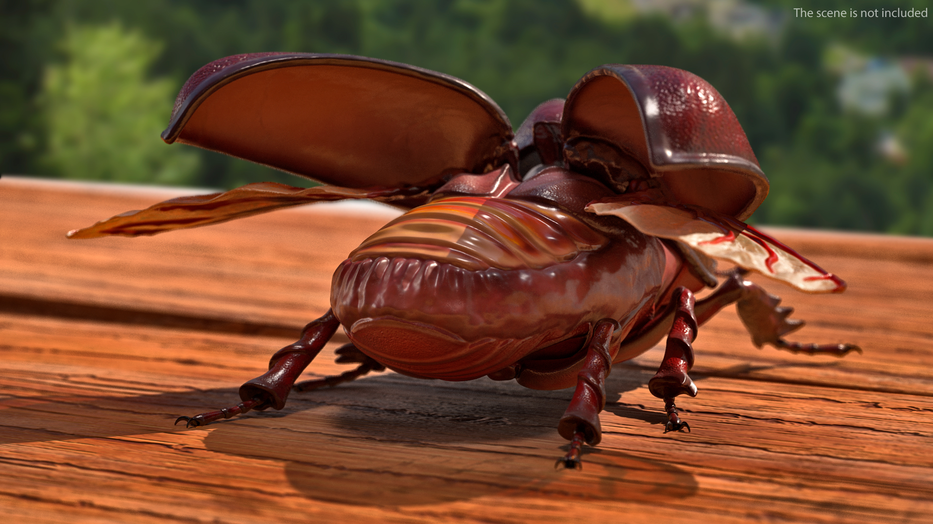 3D Oryctes Nasicornis Rhinoceros Beetle